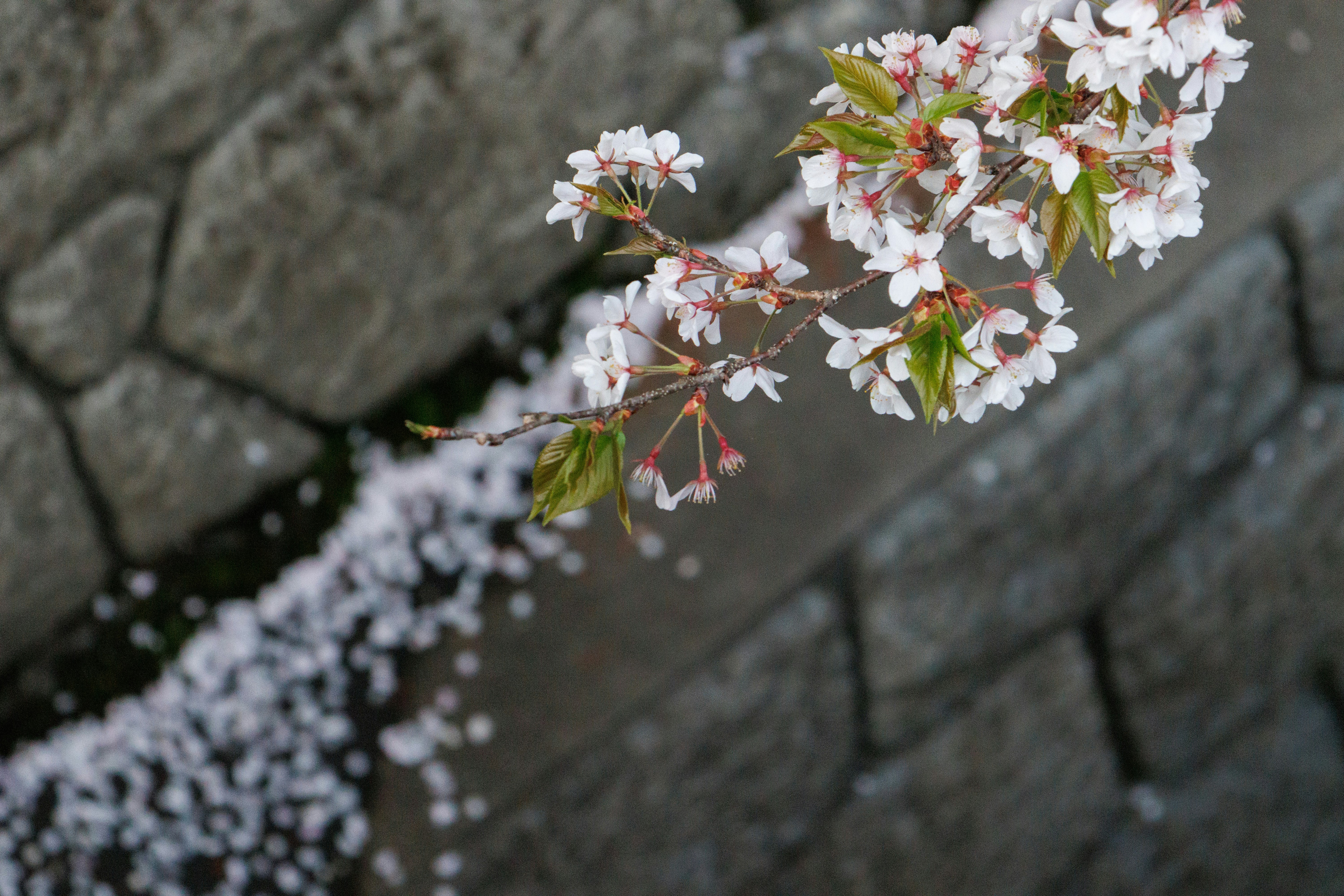石墙上的樱花花枝