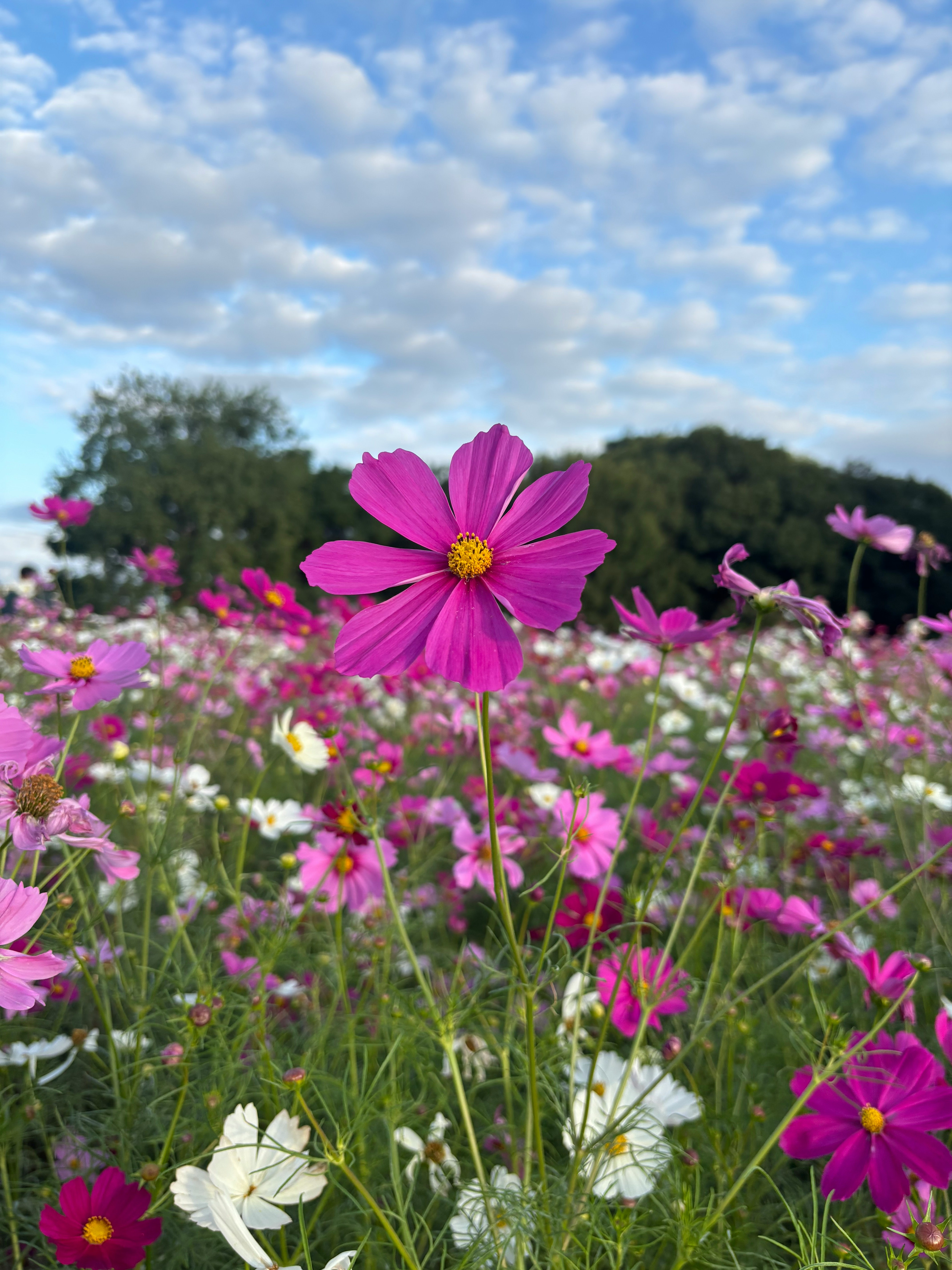 鶴見緑地公園の青空の下で咲くコスモスの花畑