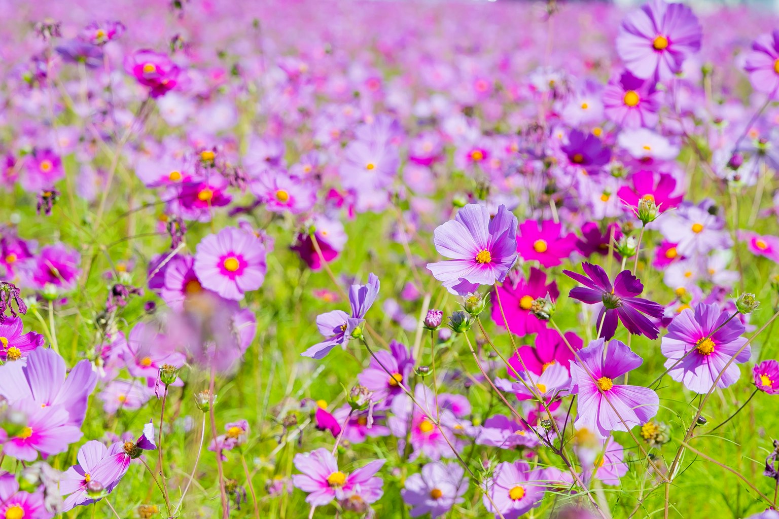 Un champ vibrant de fleurs violettes en pleine floraison