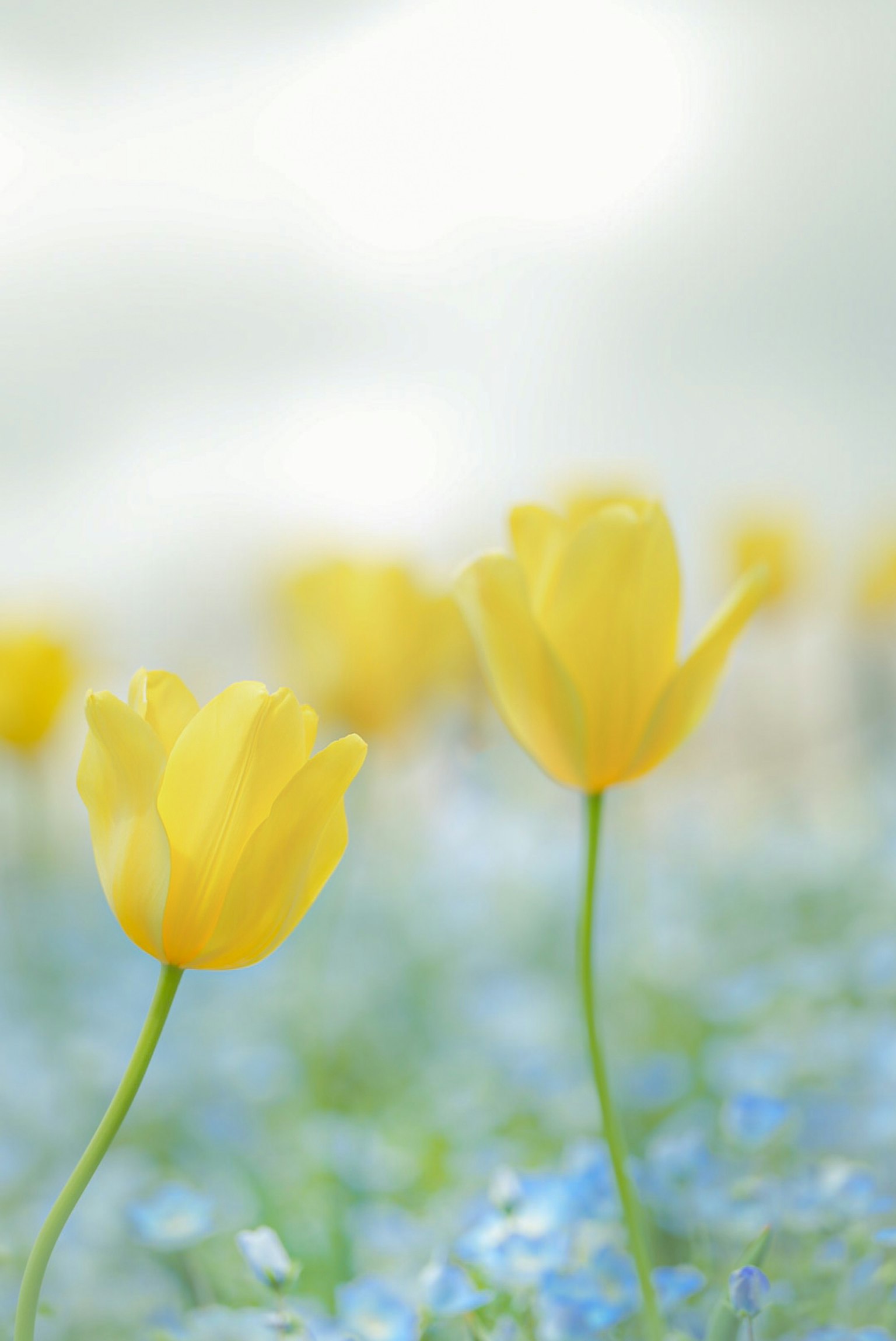 Soft landscape with yellow tulips blooming among blue flowers