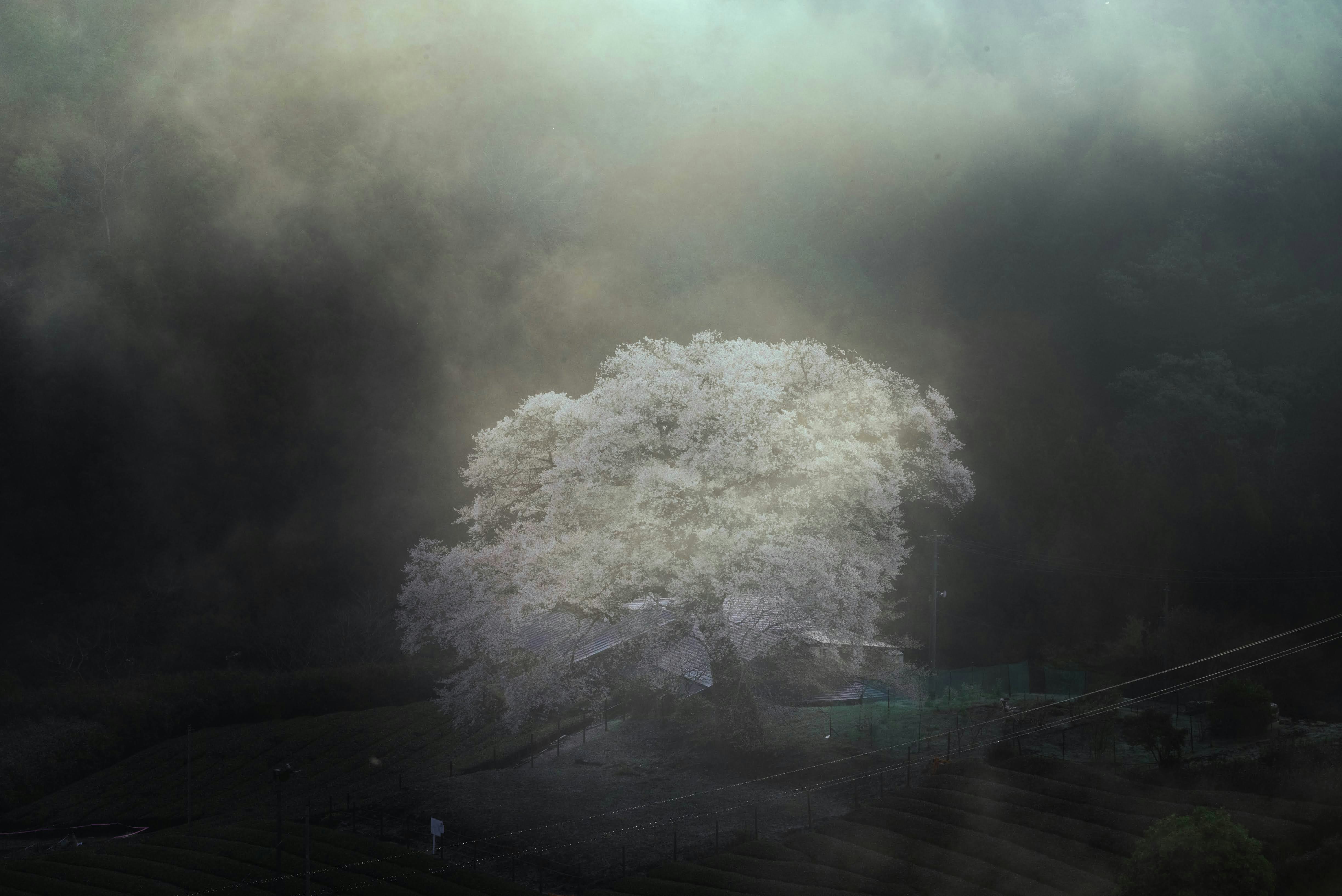 薄霧の中で水面に浮かぶ桜の花房
