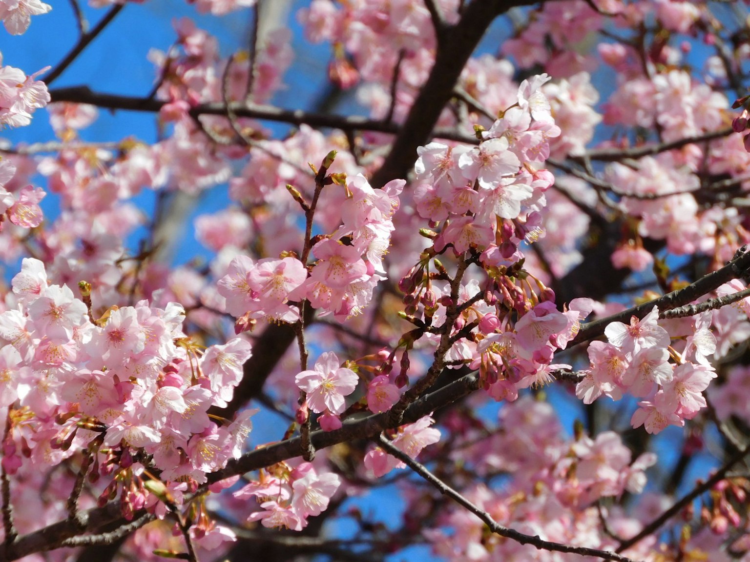 Close-up cabang bunga sakura dengan bunga pink di latar belakang langit biru