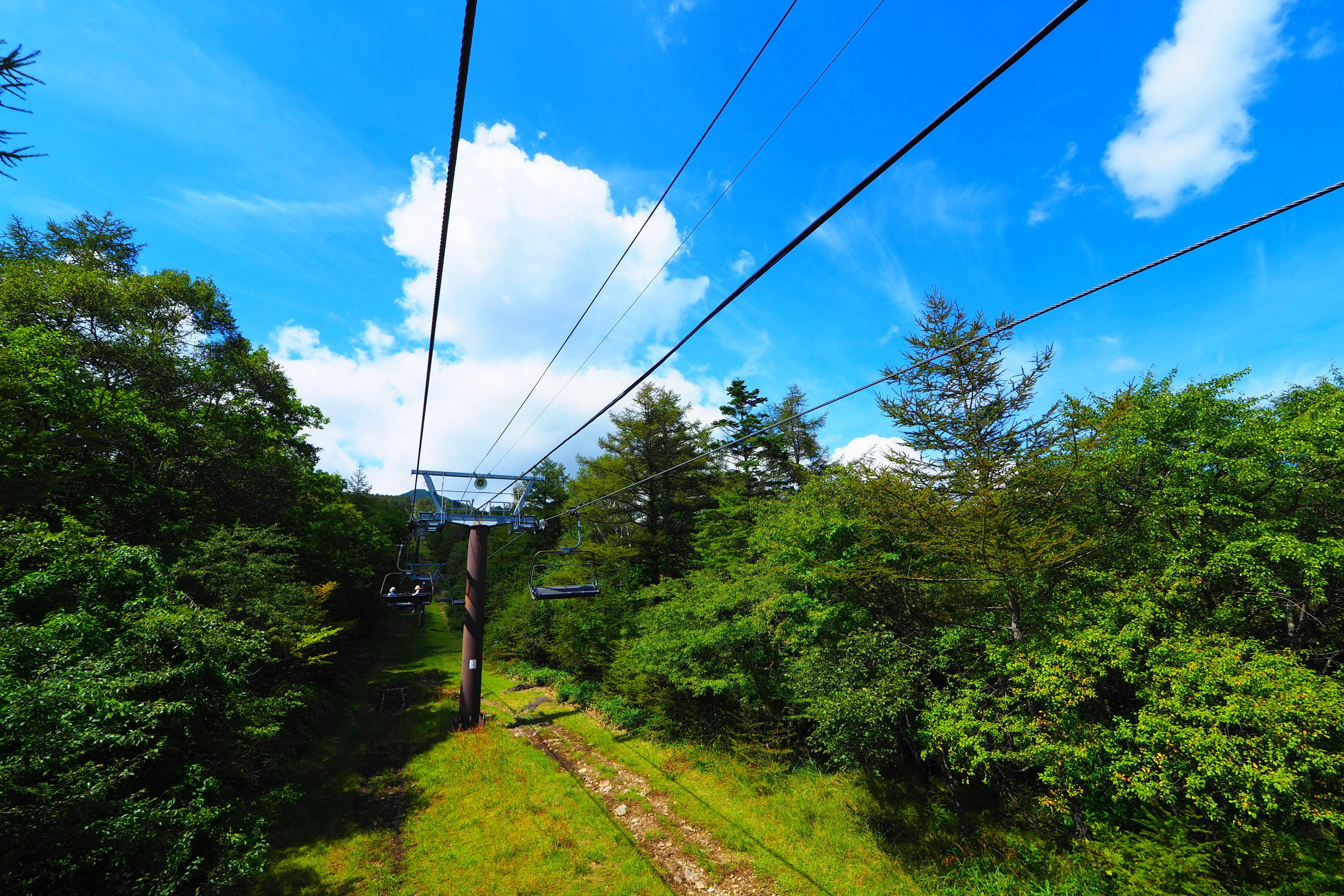 緑の小道と電線が走る森の風景