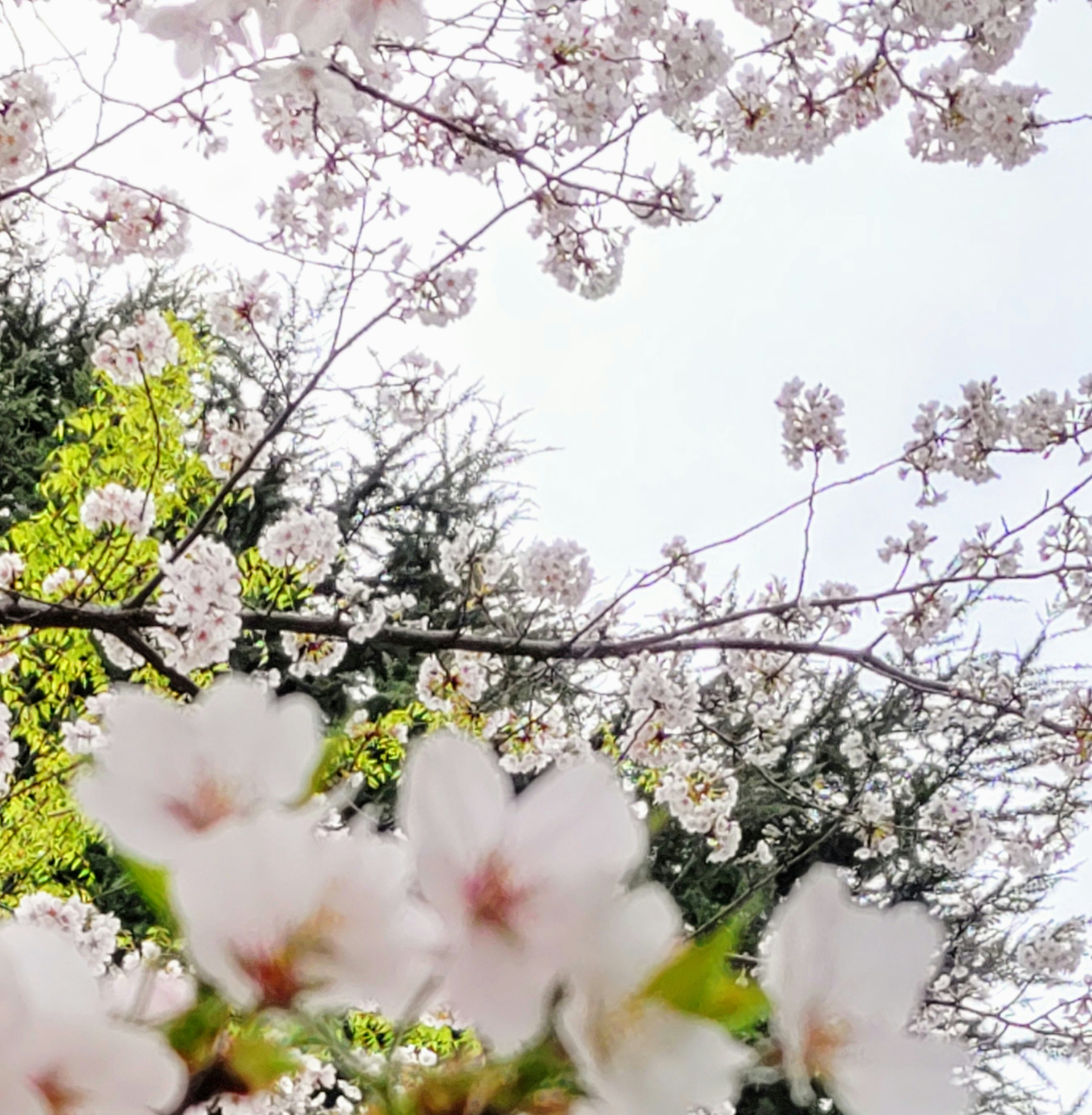 桜の花が枝に咲く春の空