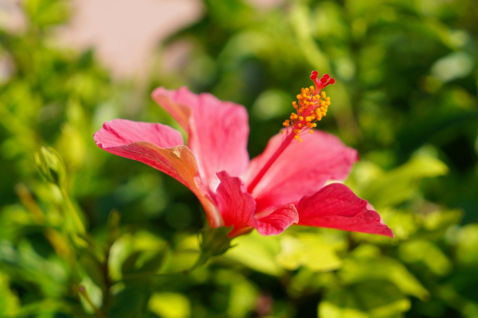 Fiore di ibisco rosa vivace con foglie verdi