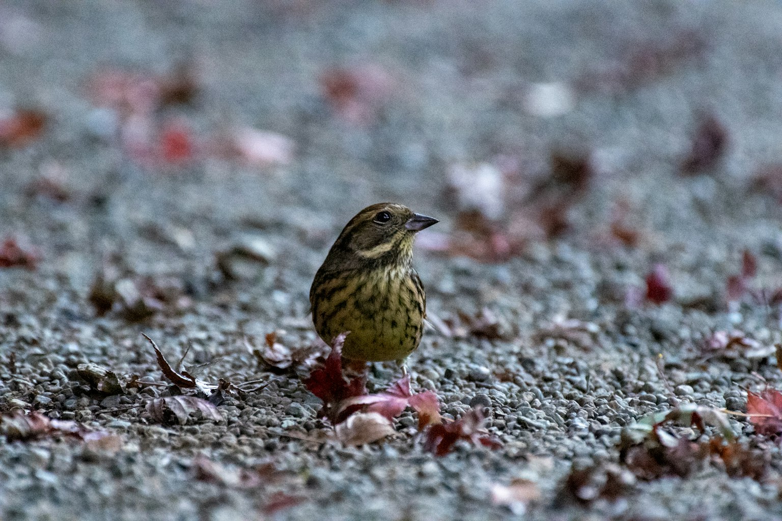 Ein kleiner Vogel steht auf gefallenem Laub
