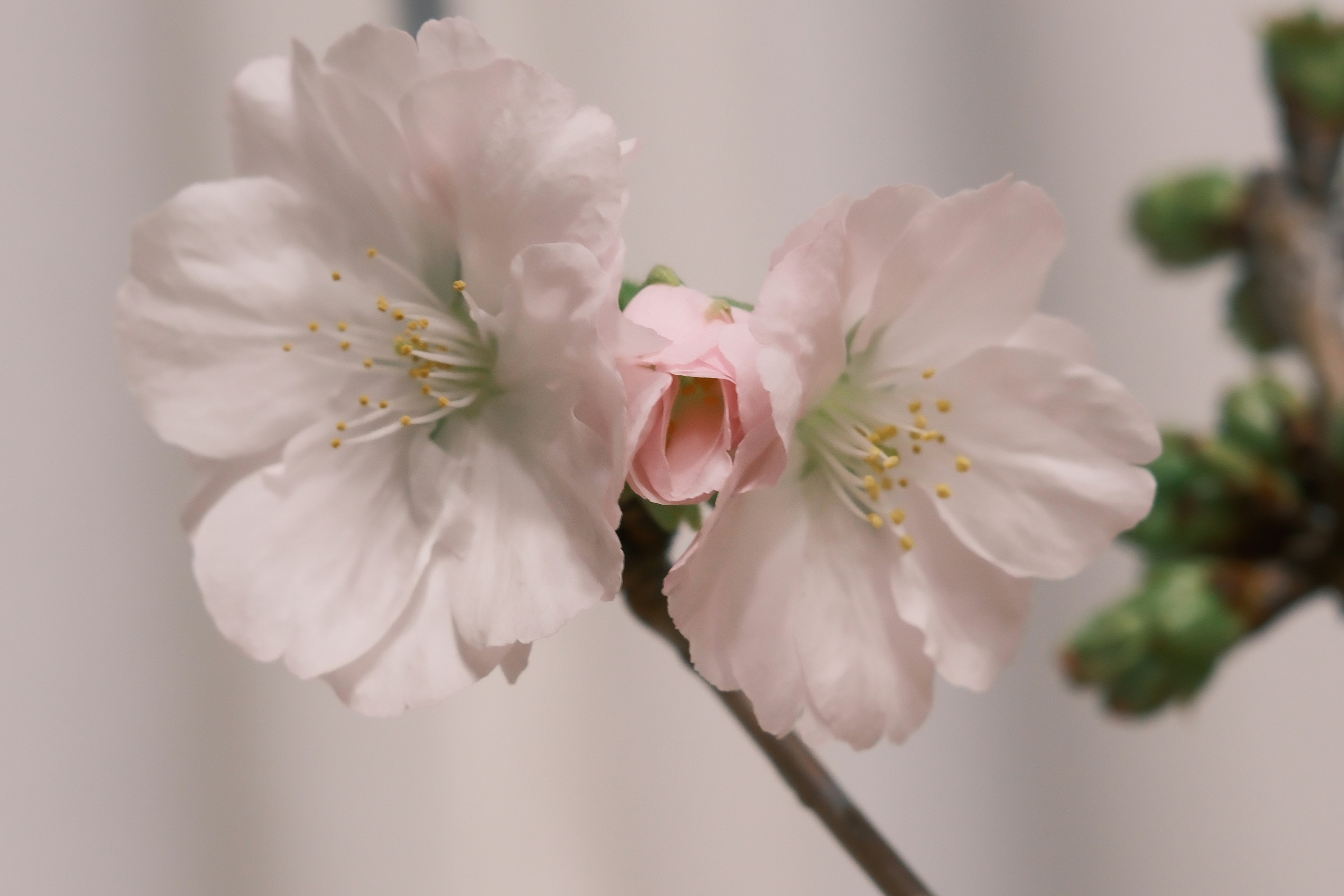 白い花びらの桜のような花のクローズアップ