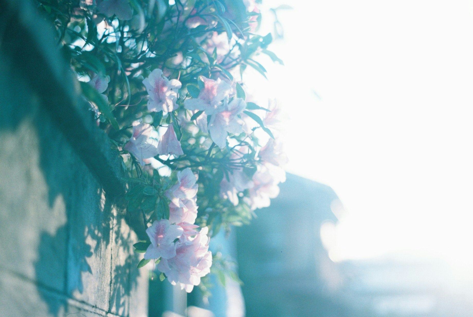 青い光の差す壁際の花と葉のある屋外の風景