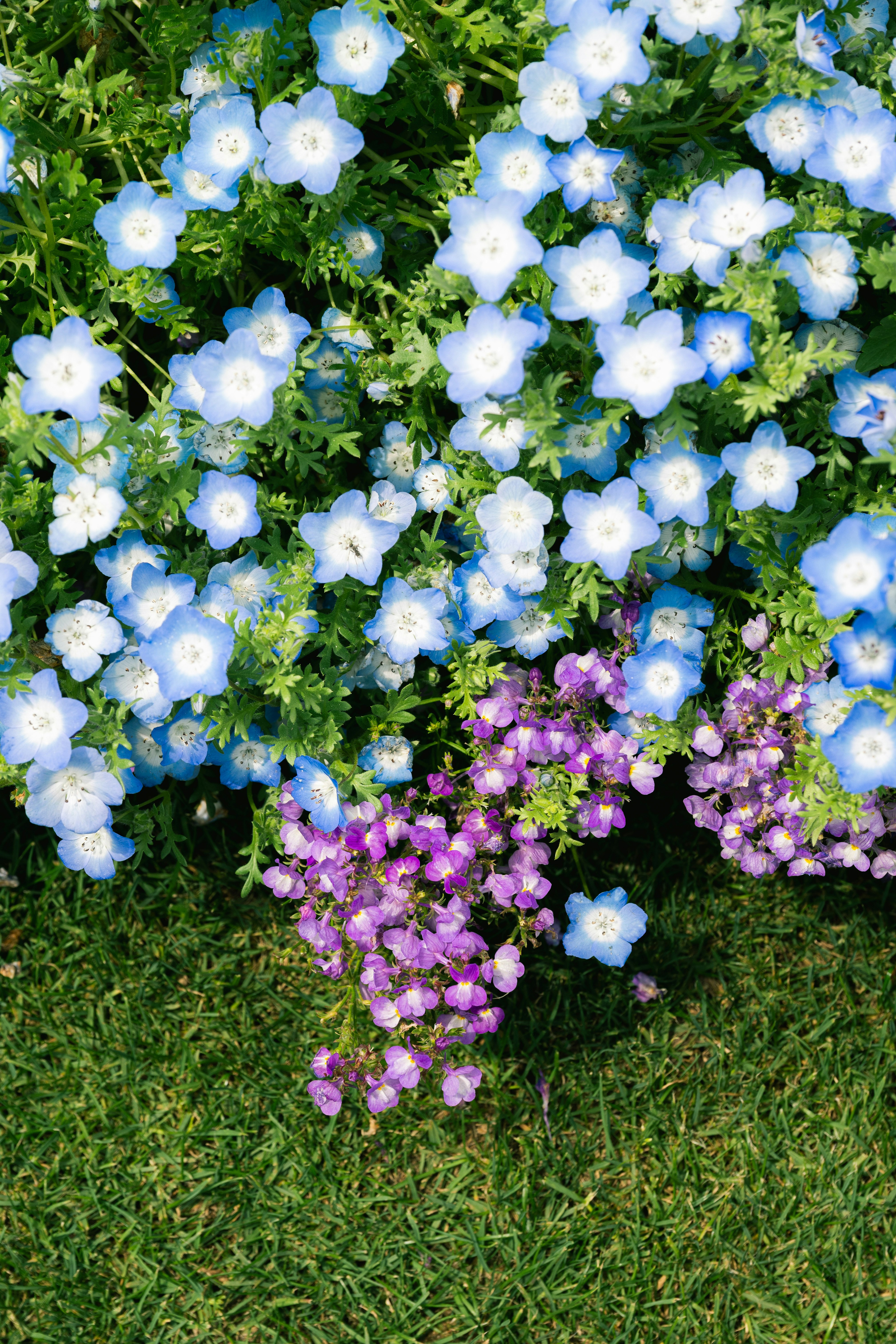 芝生の上に咲く青と紫の花の寄せ植え