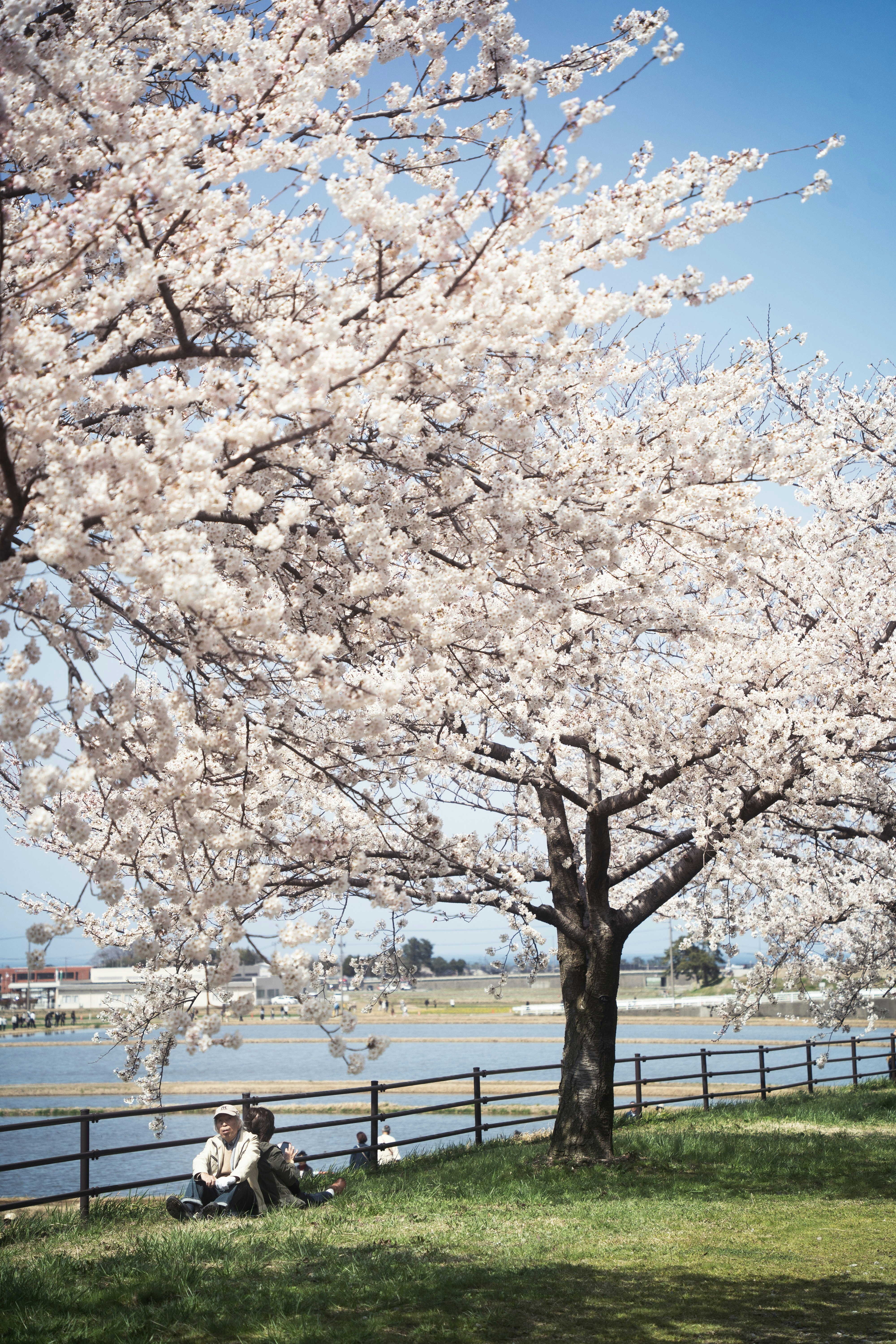 桜の木の下で花見をする人と湖畔の景色