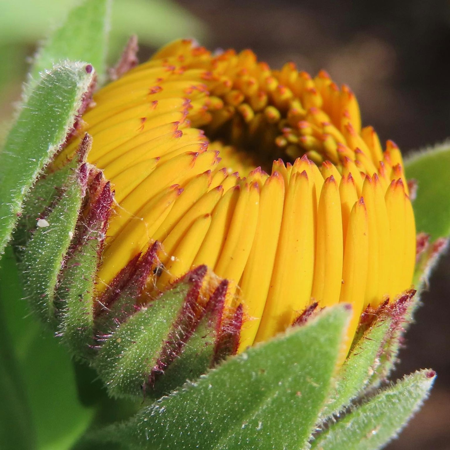 Un bocciolo di fiore giallo circondato da foglie verdi