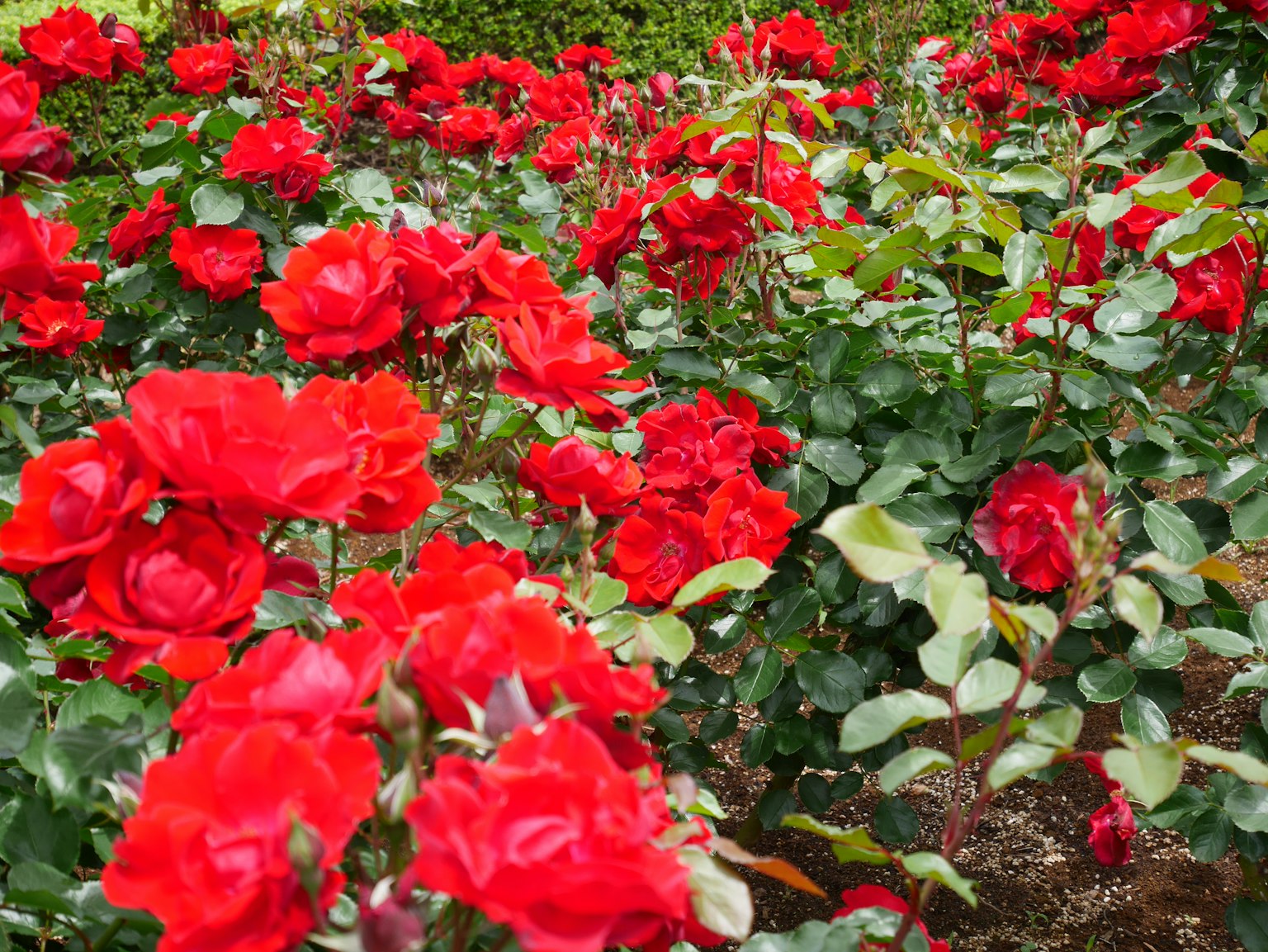 Lebendige rote Rosen blühen in einem Garten