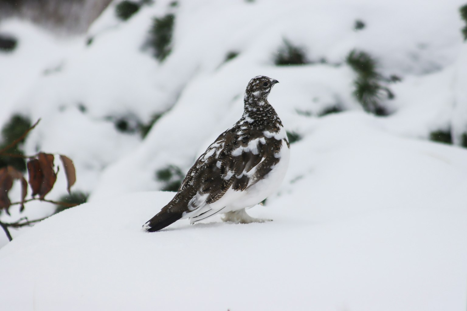 A bird resembling a ptarmigan standing quietly in the snow