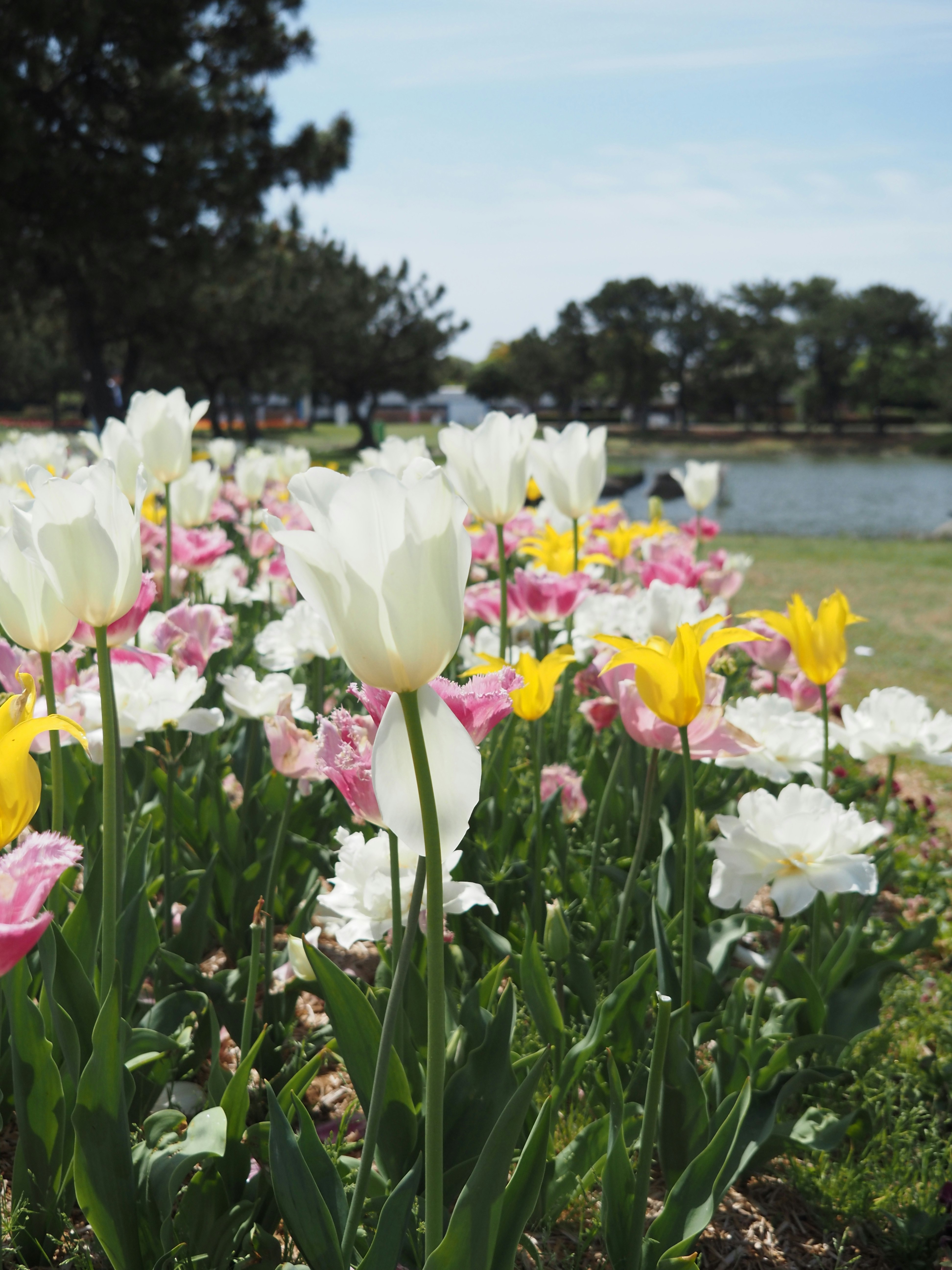 チューリップ畑の花と湖畔の景色