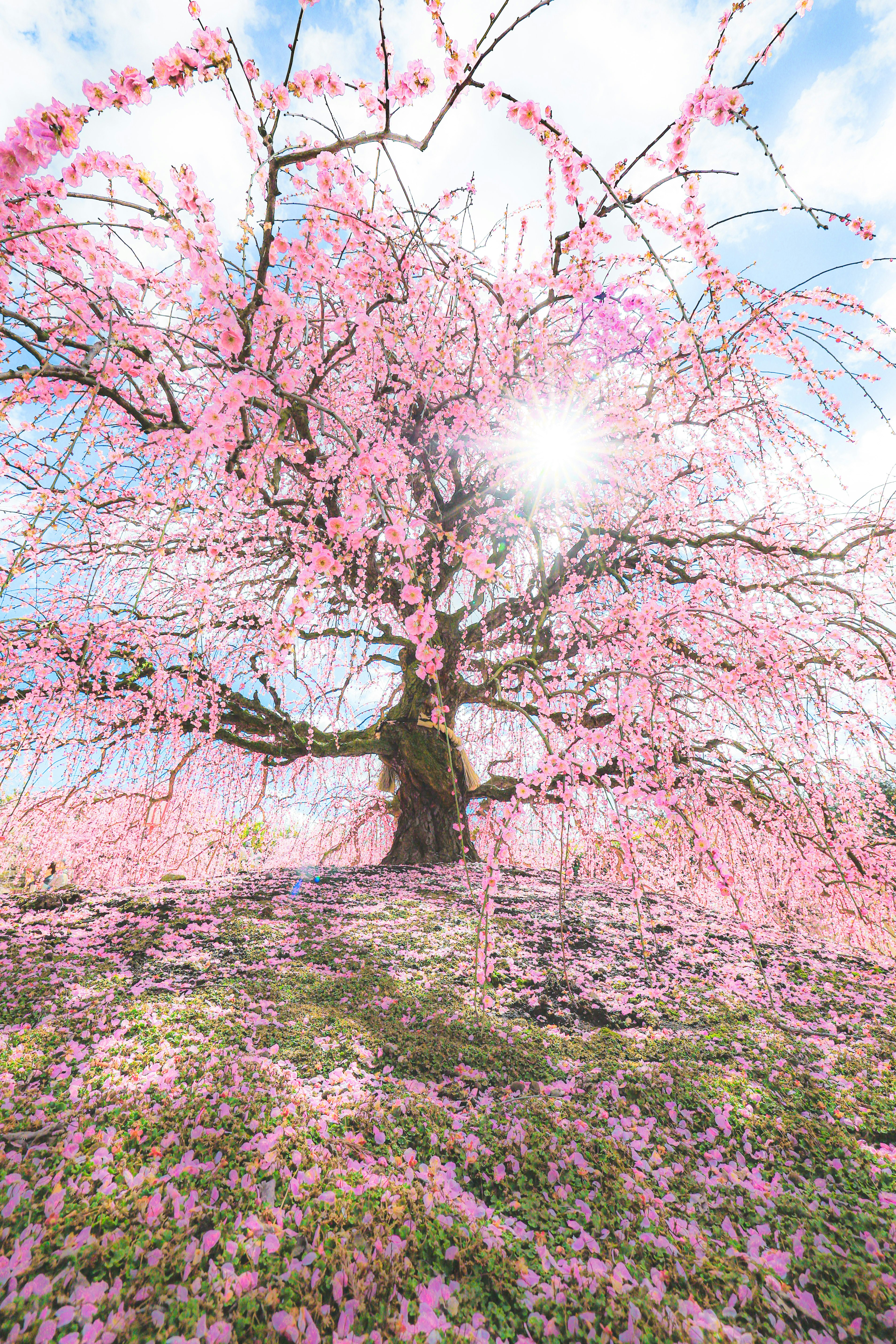 盛開的櫻花映襯的春季花園景色