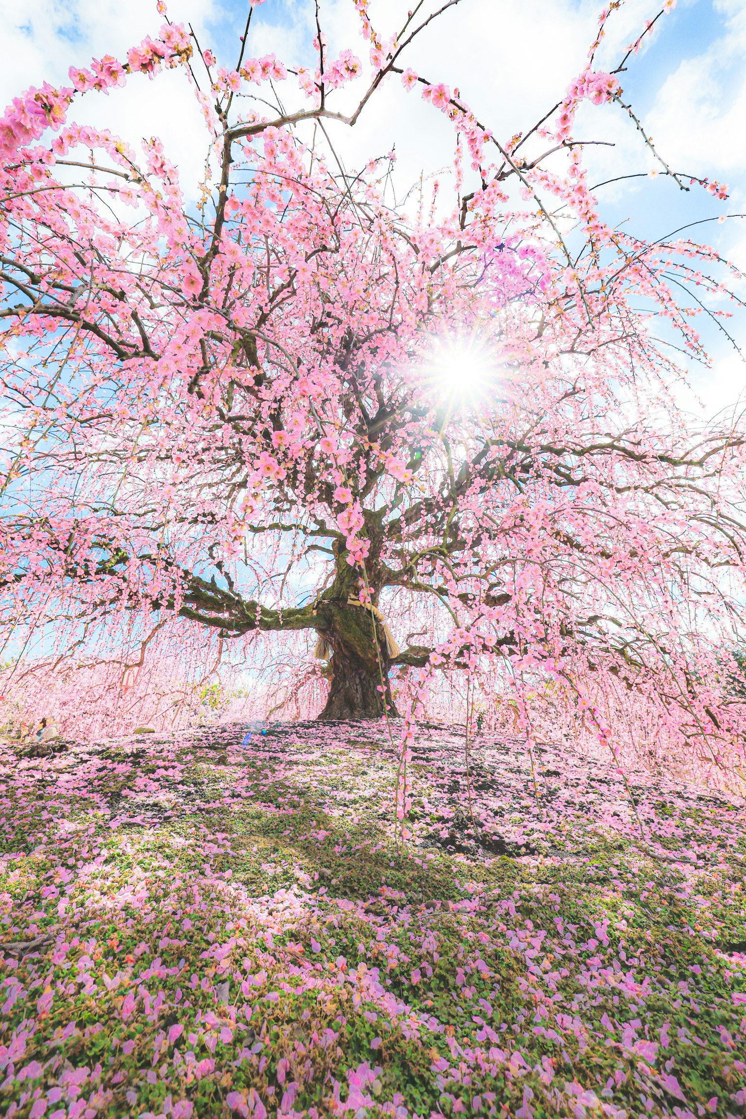 Pohon sakura yang mekar dengan bunga pink dan kelopak yang berserakan di tanah