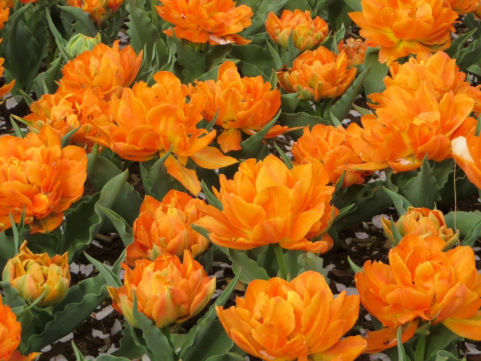Tulip màu cam rực rỡ nở trong vườn