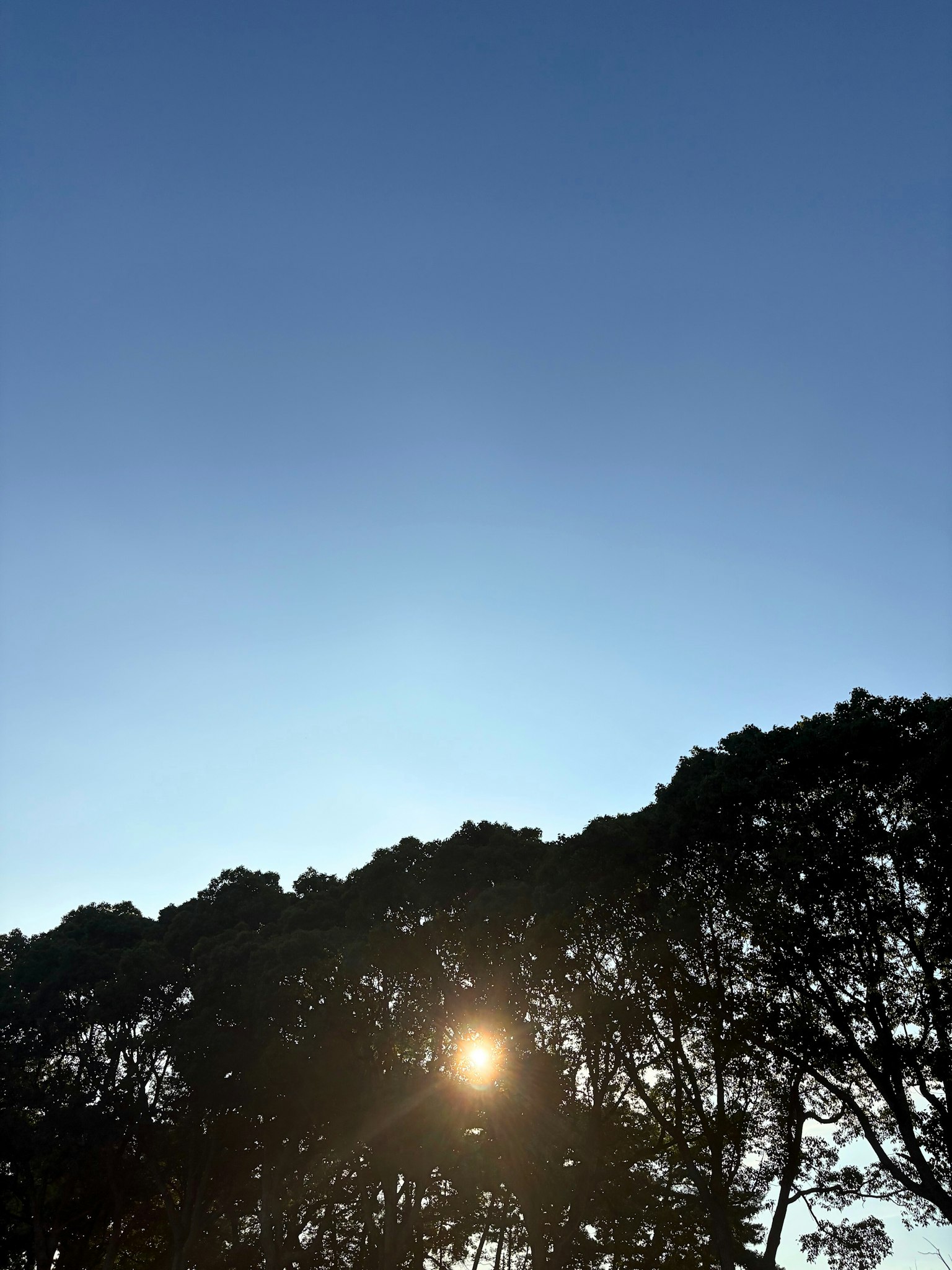 蓝天背景下树木的轮廓和可见的太阳的风景