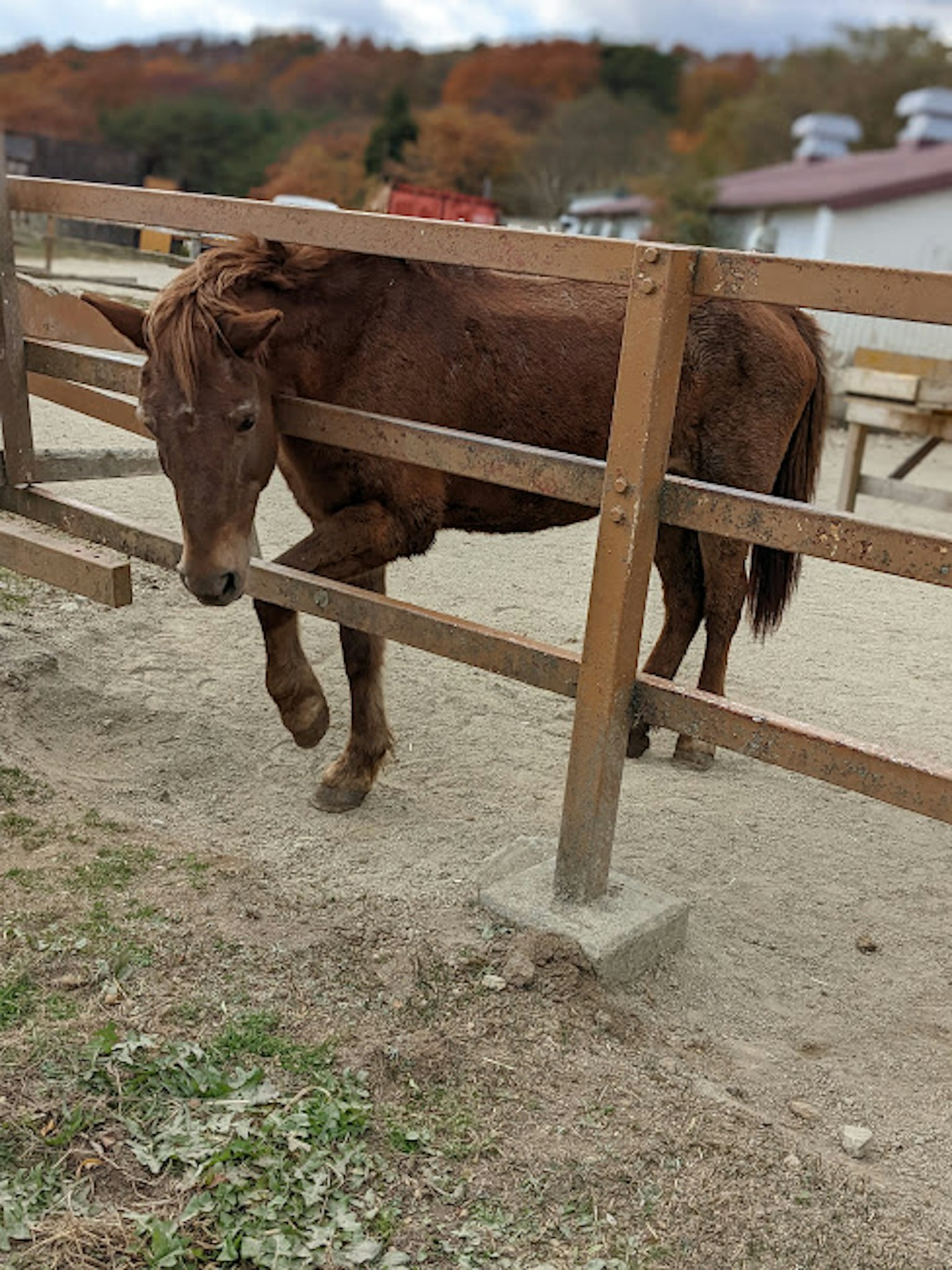 Cheval brun se penchant sur une clôture en bois