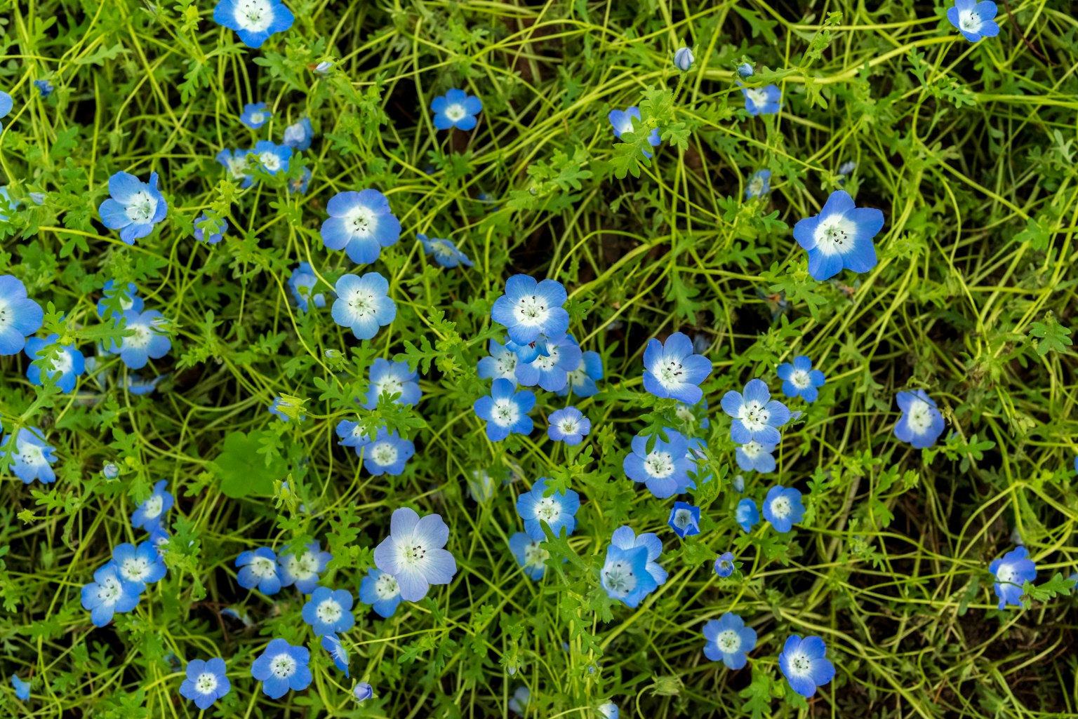 Fitta distesa di fiori blu e erba verde