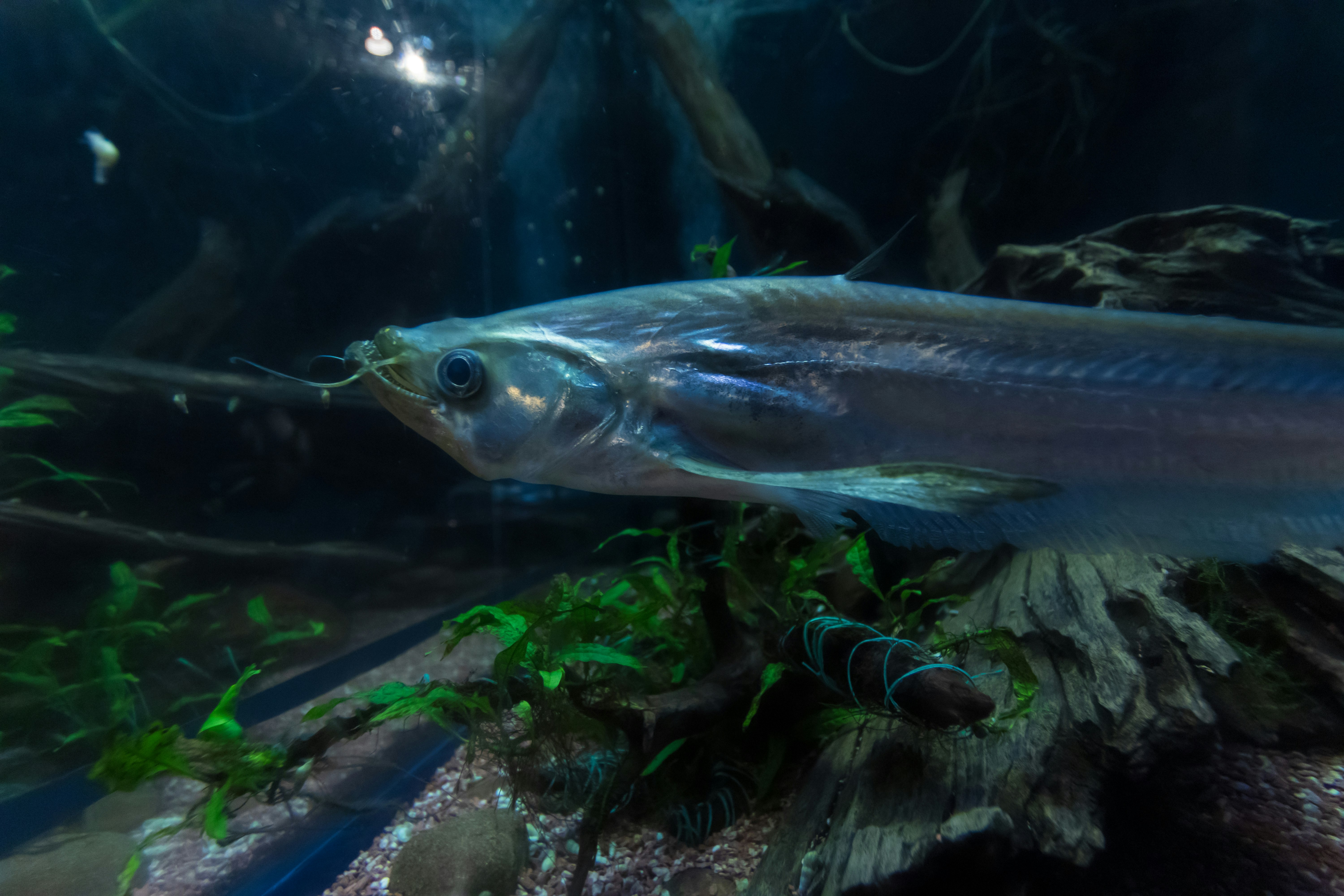 Image of a fish swimming underwater with plants and natural elements
