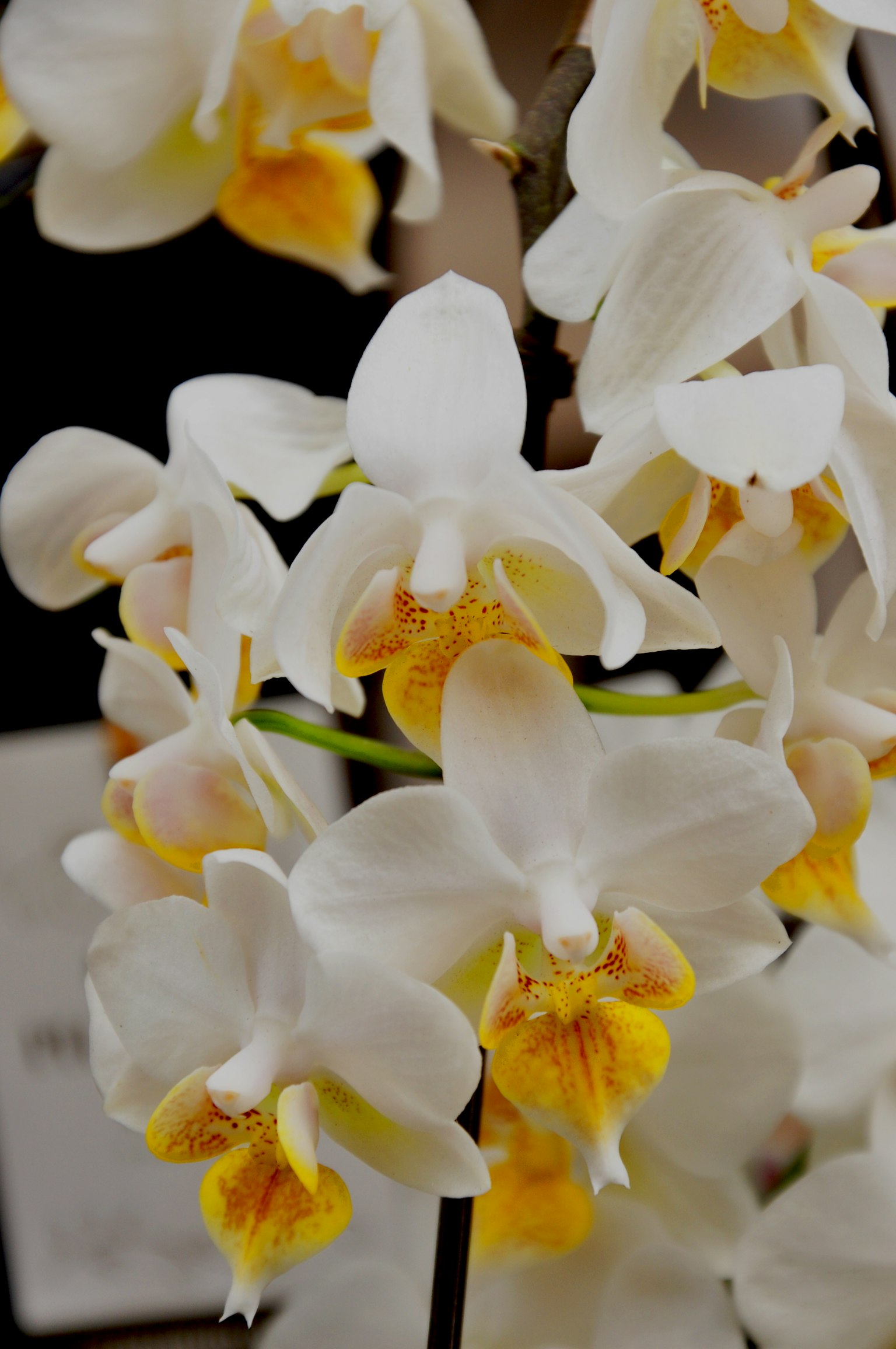 Schöne weiße Orchideenblüten mit gelben Akzenten