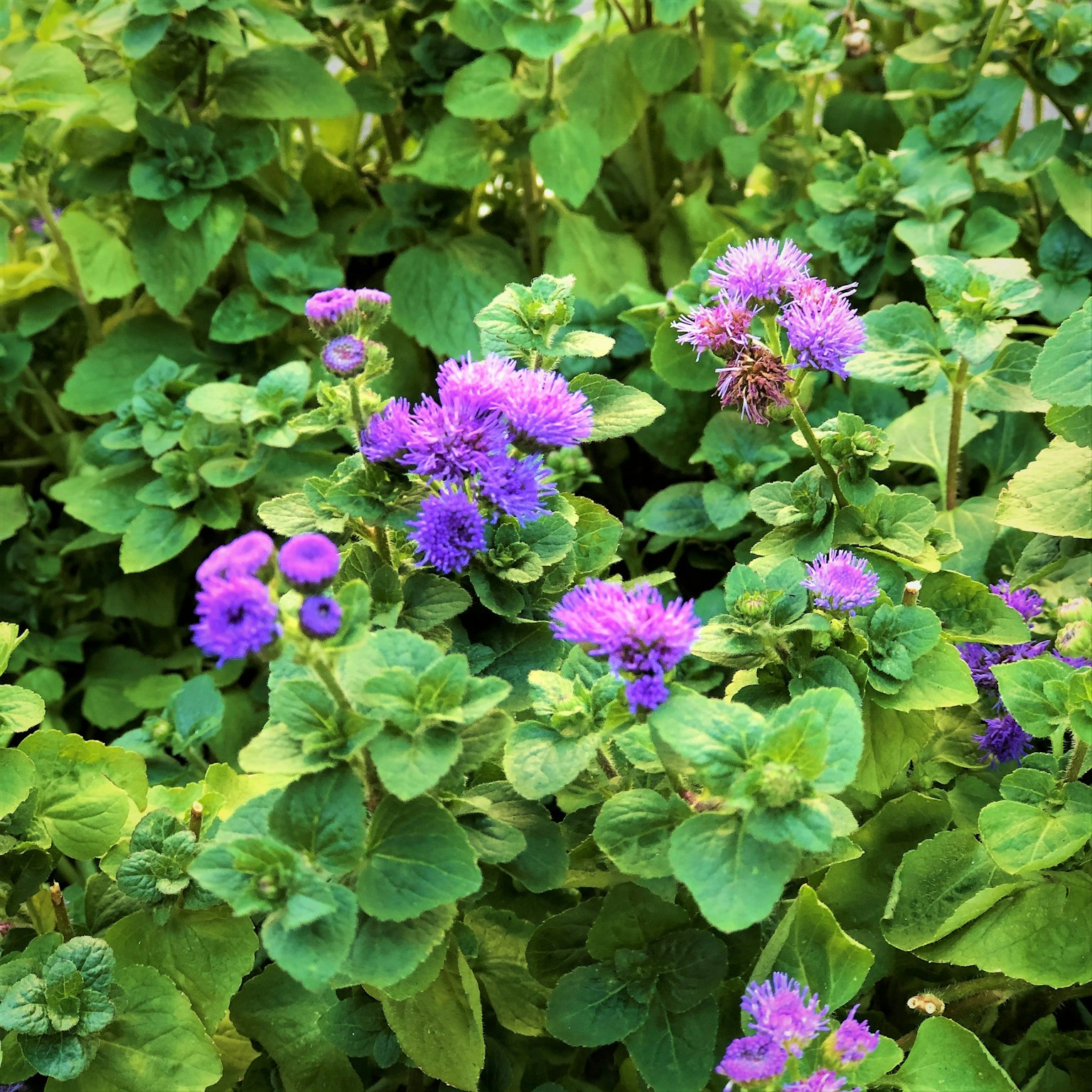 Regroupements vibrants de fleurs violettes entourés de feuilles vertes