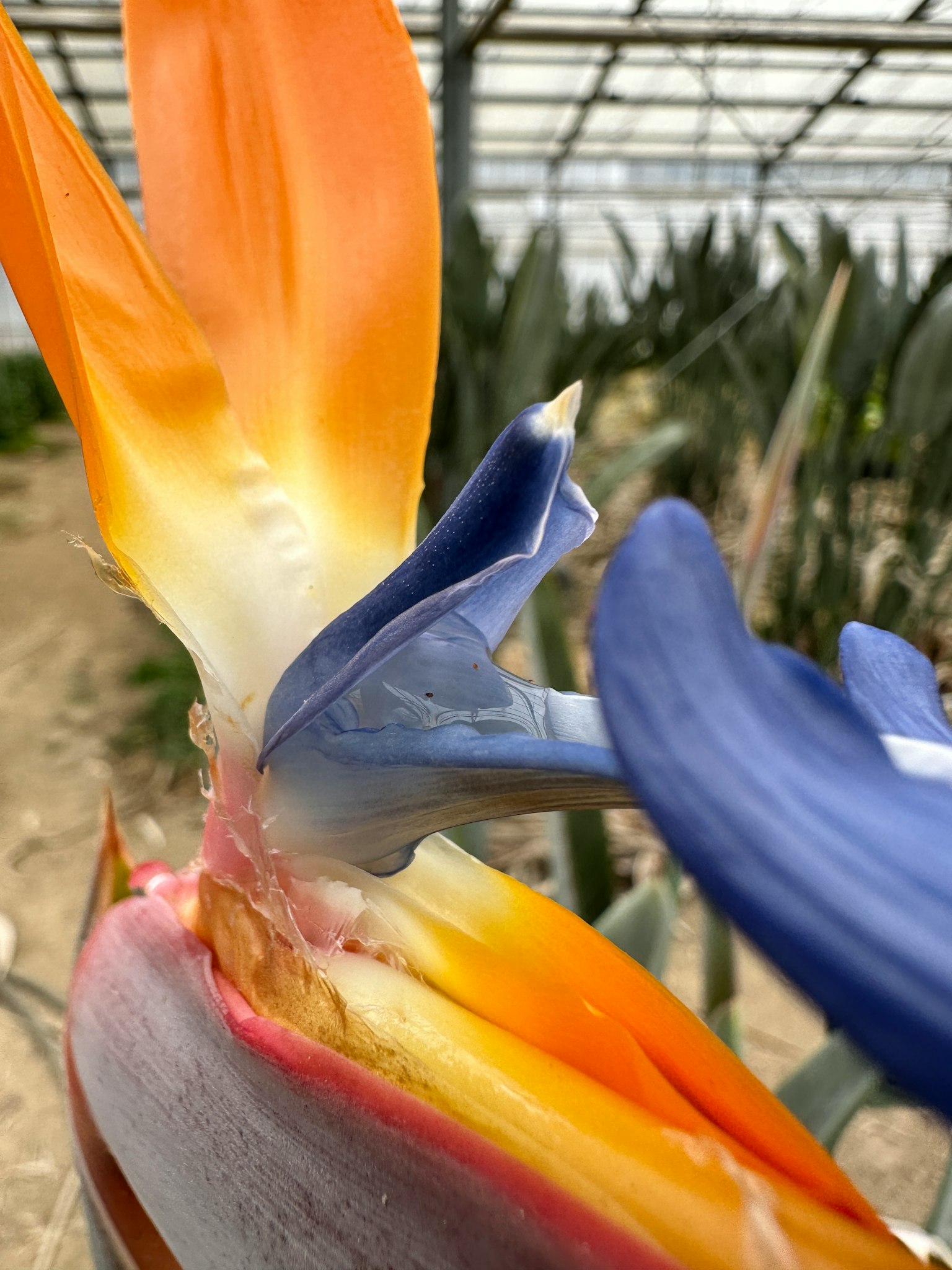 Primo piano di un fiore uccello del paradiso con colori vivaci arancioni e blu