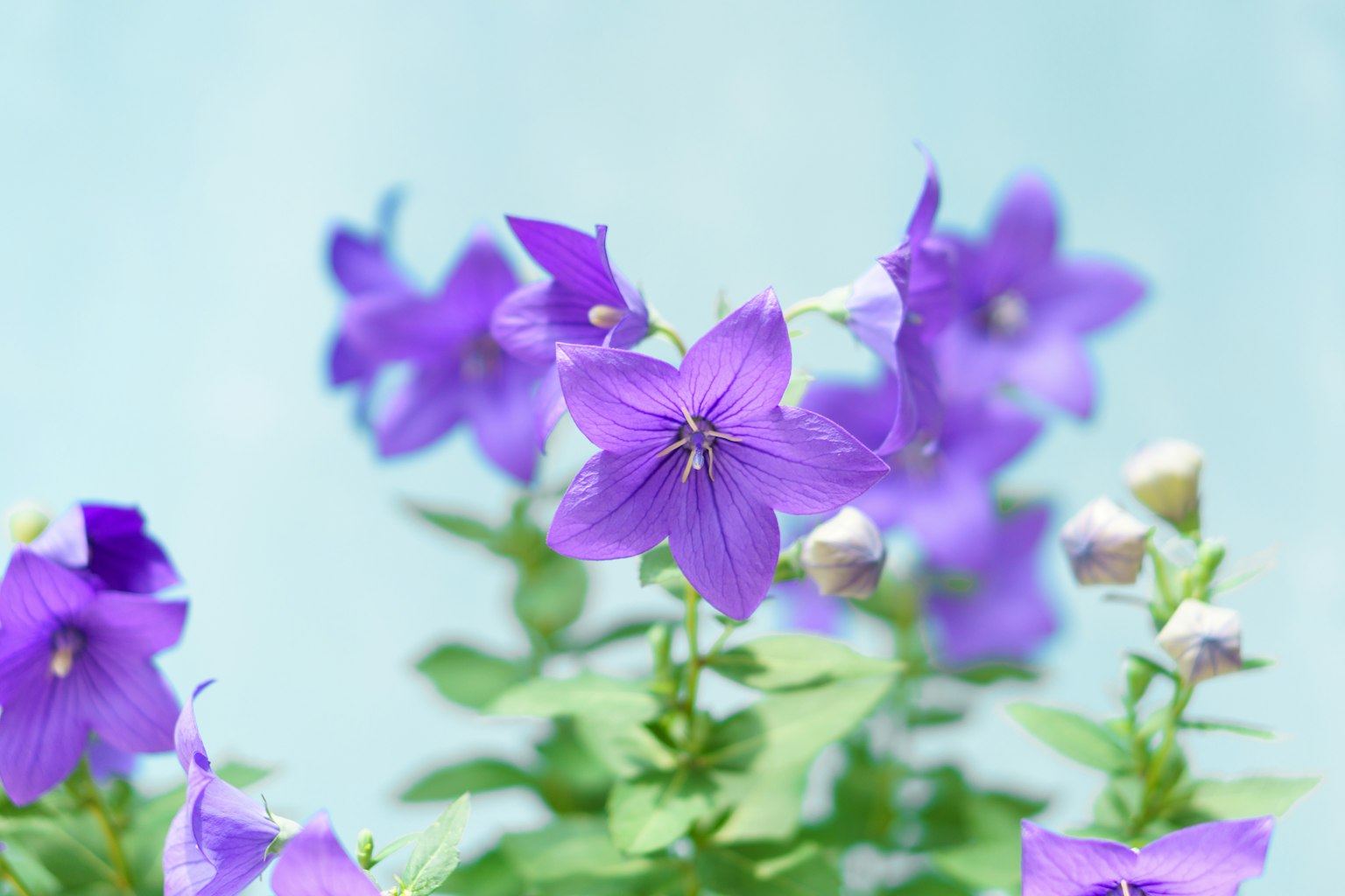 파란 배경의 보라색 꽃 클로즈업