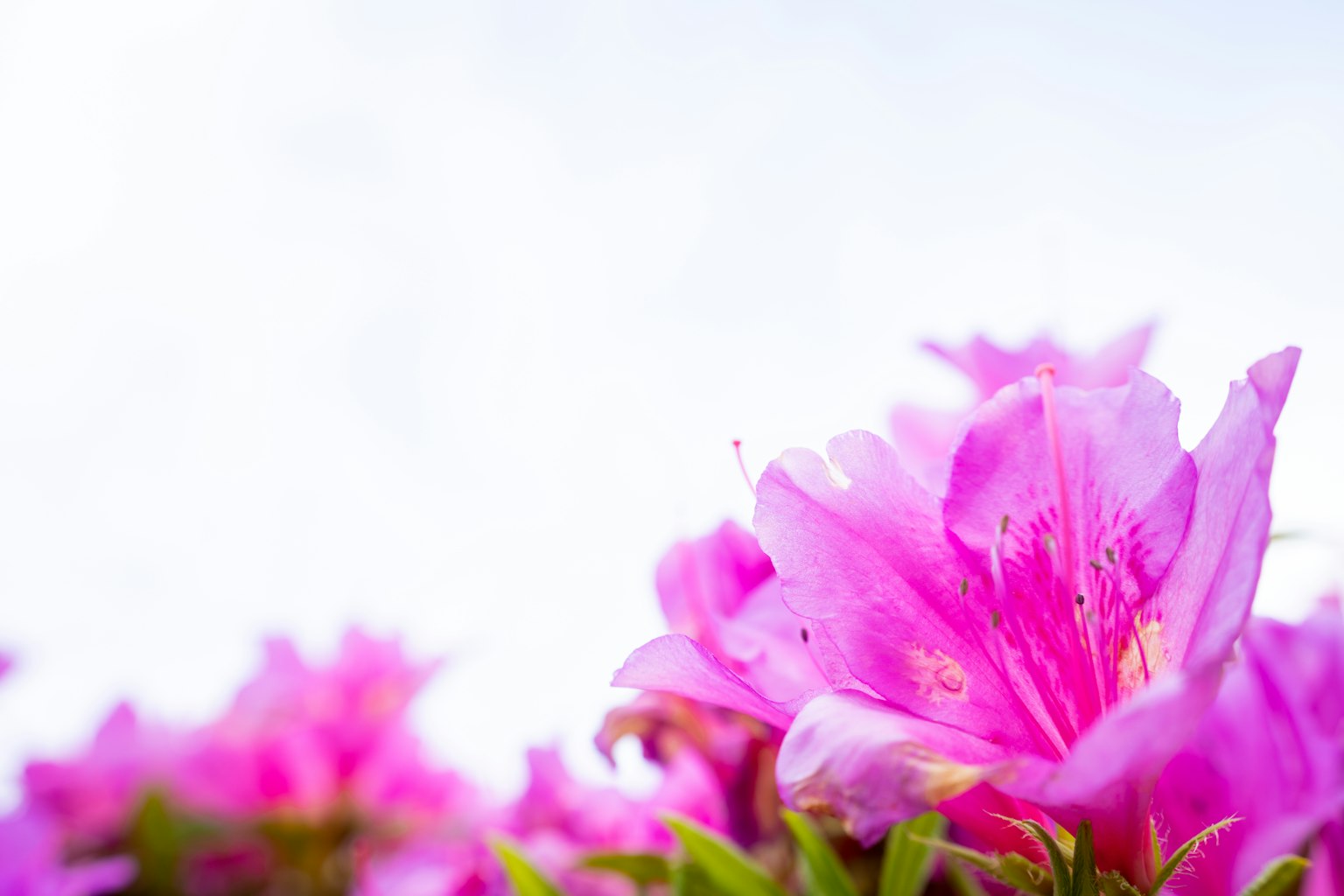 Fiori di azalea rosa vivace che fioriscono su uno sfondo chiaro