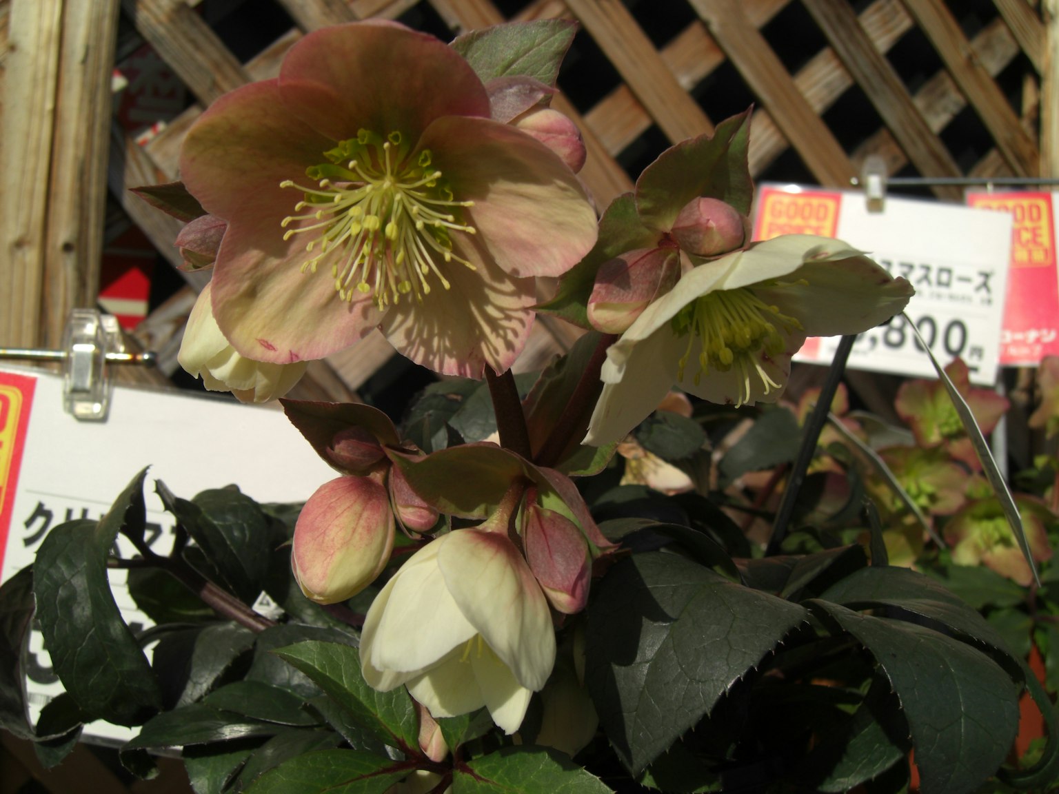 Tanaman Helleborus dengan bunga mekar dan daun di sekitarnya