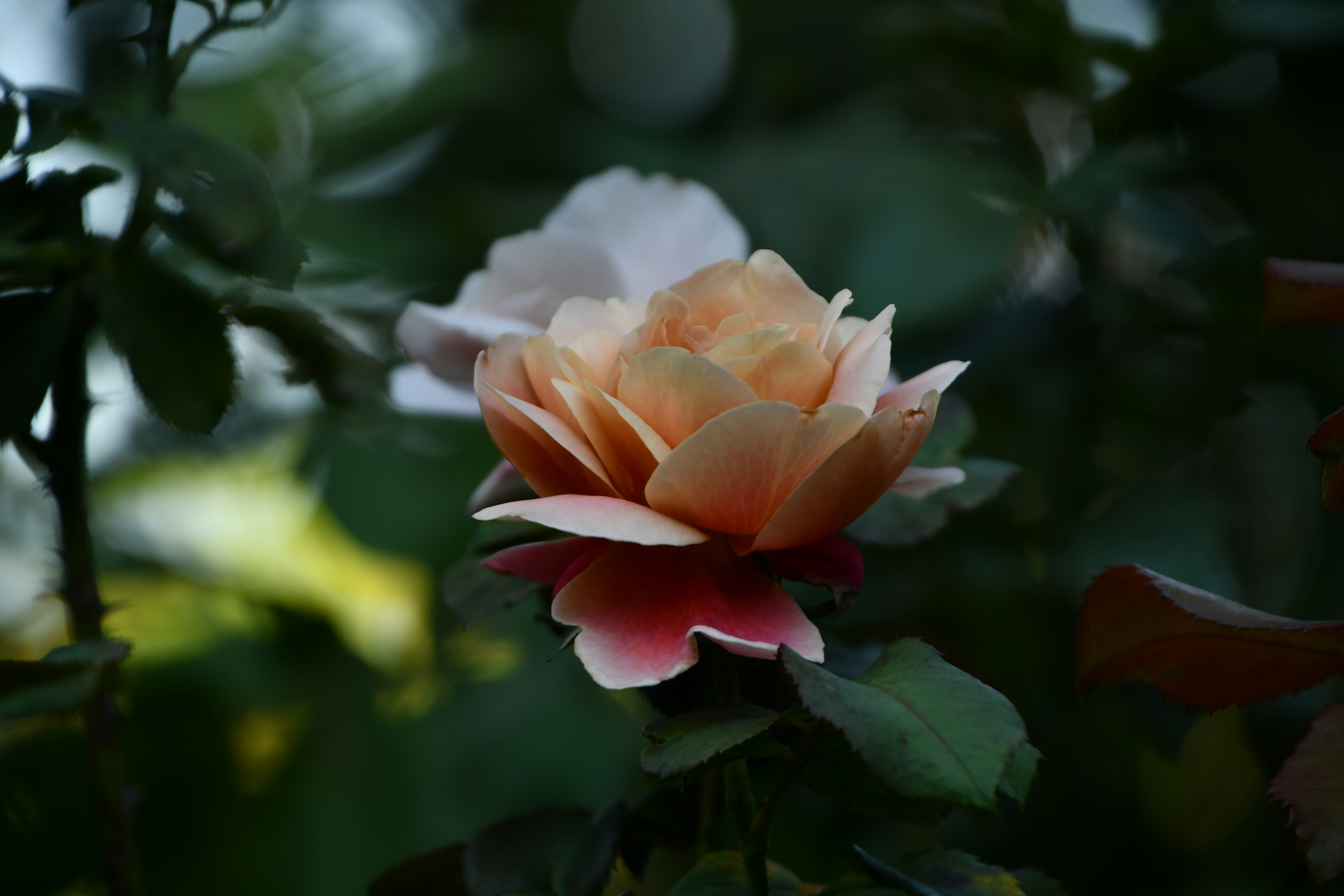 Nahaufnahme einer Rose mit detaillierten Blütenblättern