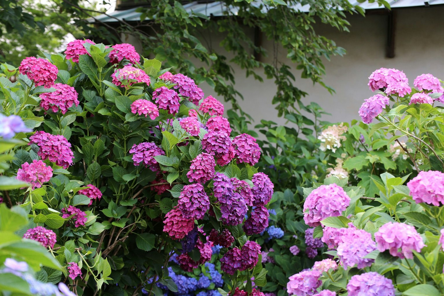 生動的粉色和紫色繡球花在花園中綻放