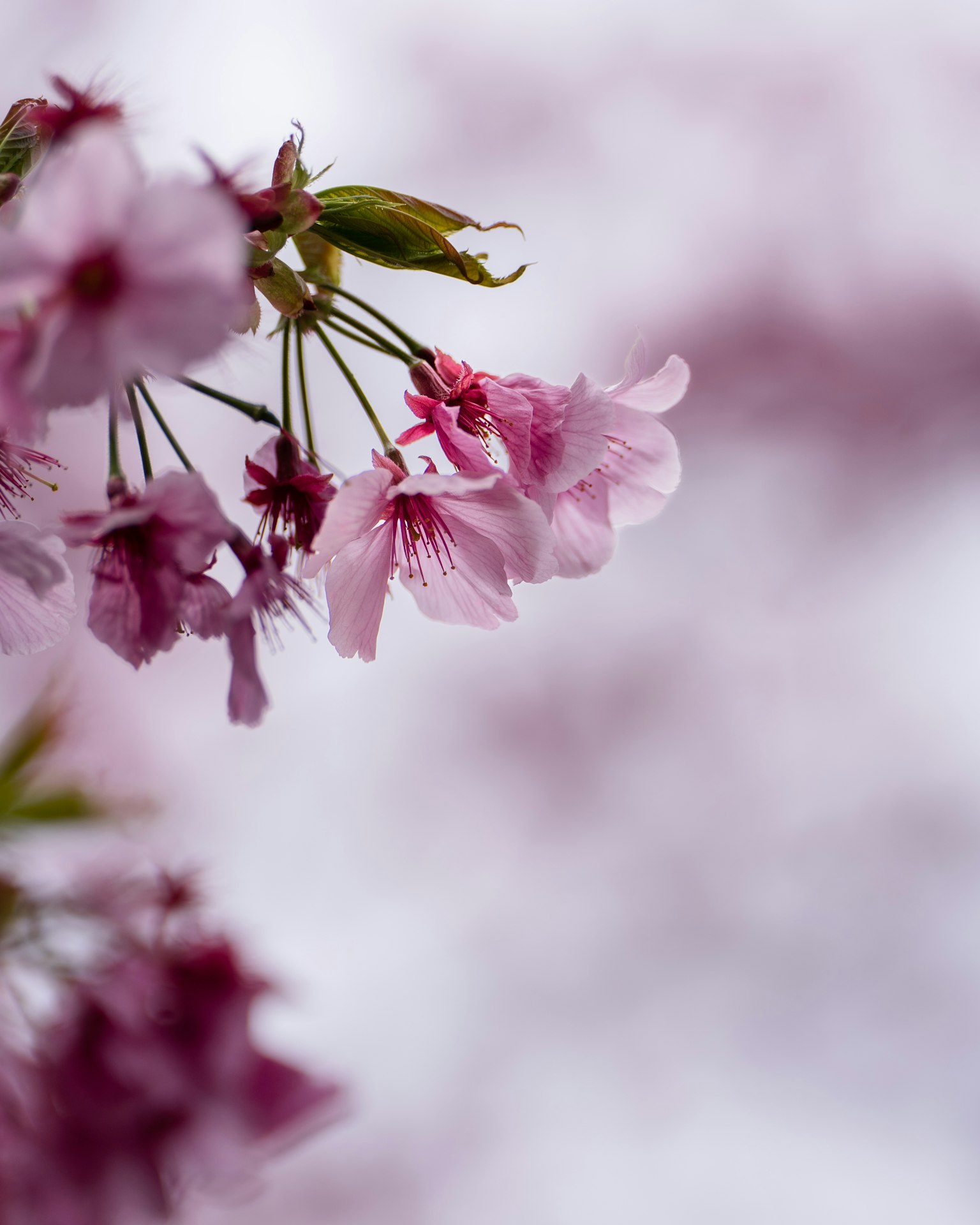 Nahaufnahme von zarten rosa Kirschblütenblättern mit einem weichen, unscharfen Hintergrund