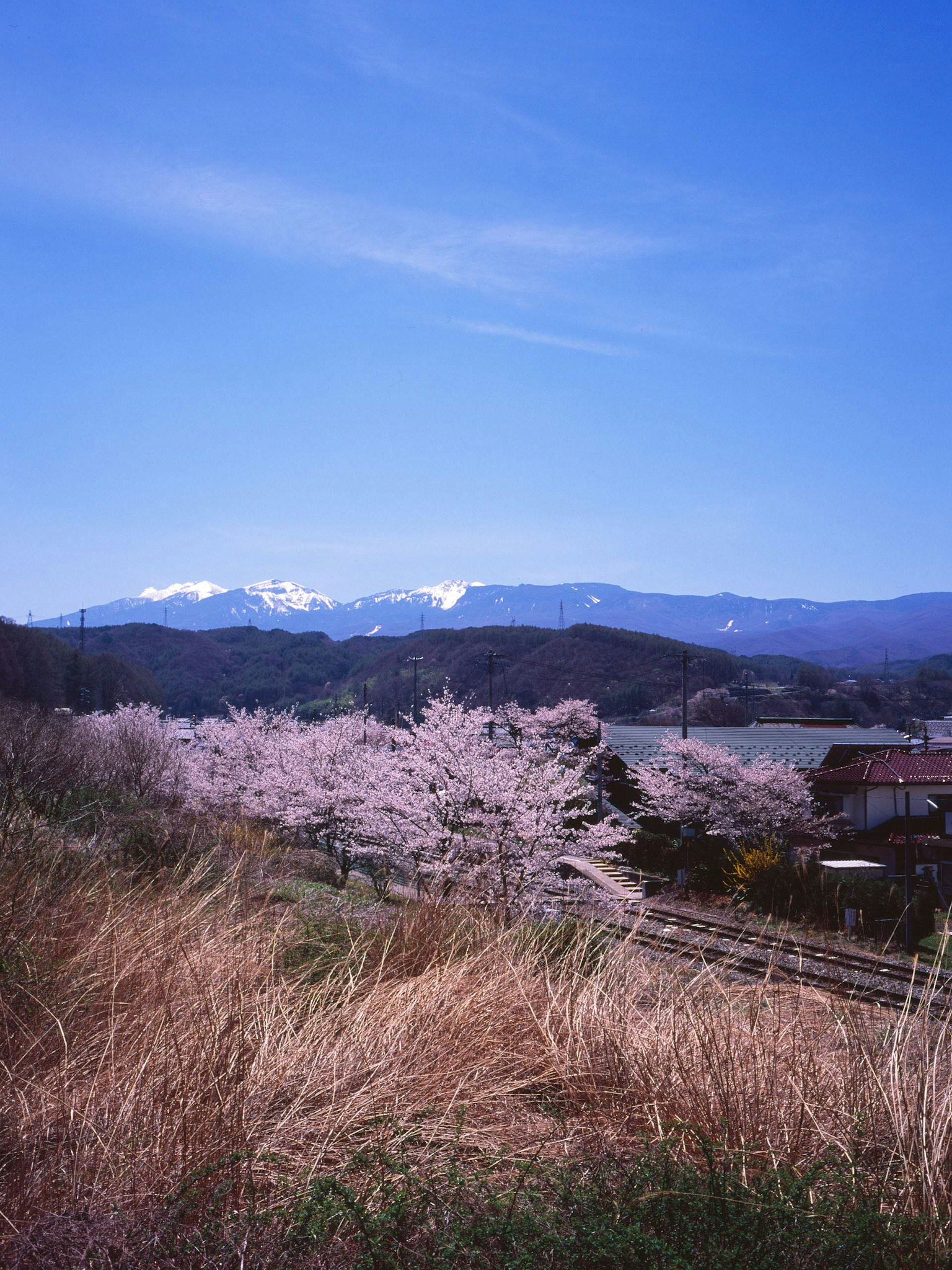 蓝天下樱花树与背景山脉的风景