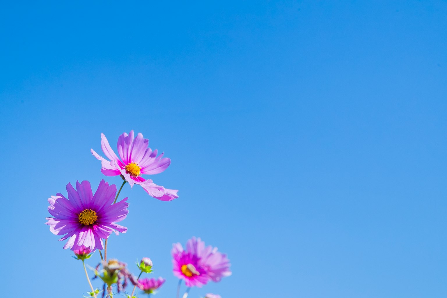 Flores rosas floreciendo bajo un cielo azul claro
