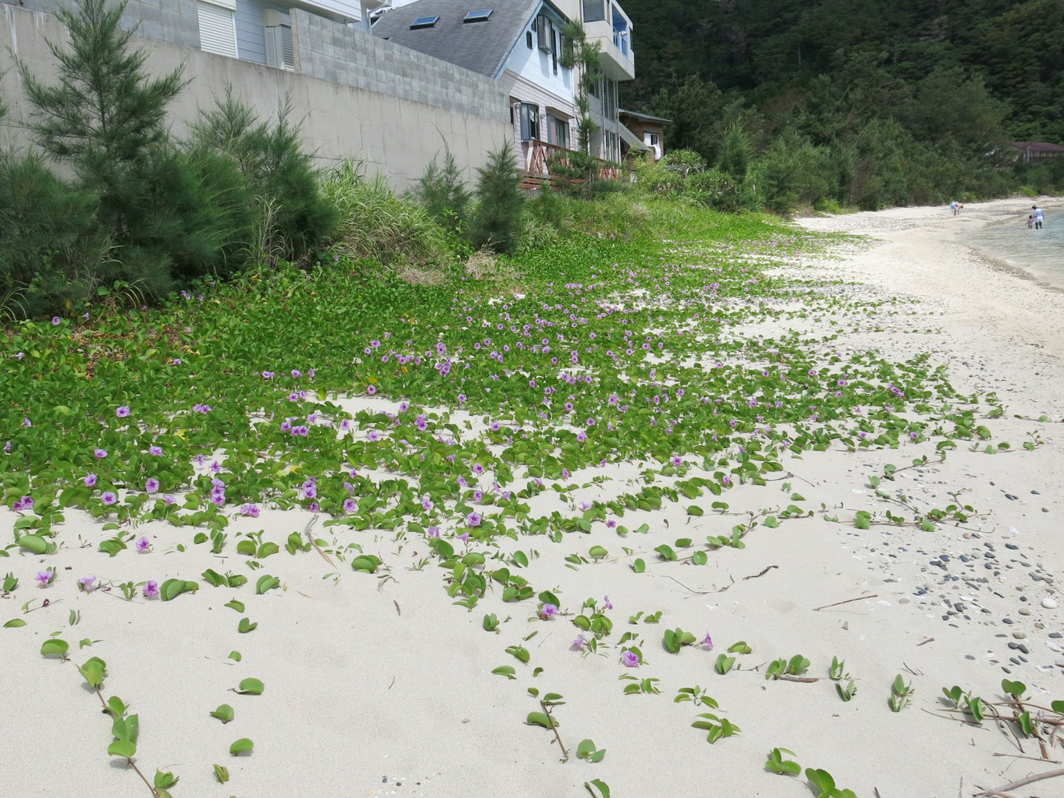 Hojas verdes y flores moradas en la playa de arena con casas al fondo
