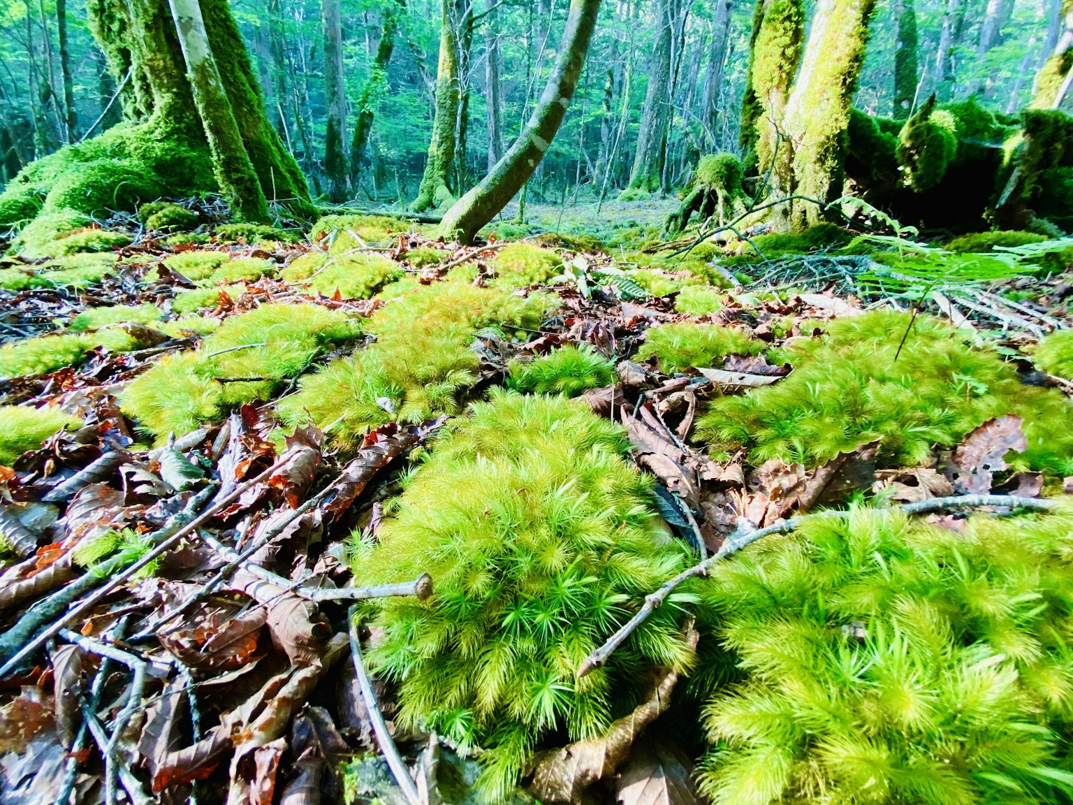 近距離拍攝的森林地面覆蓋著綠色苔蘚，樹幹和樹枝可見