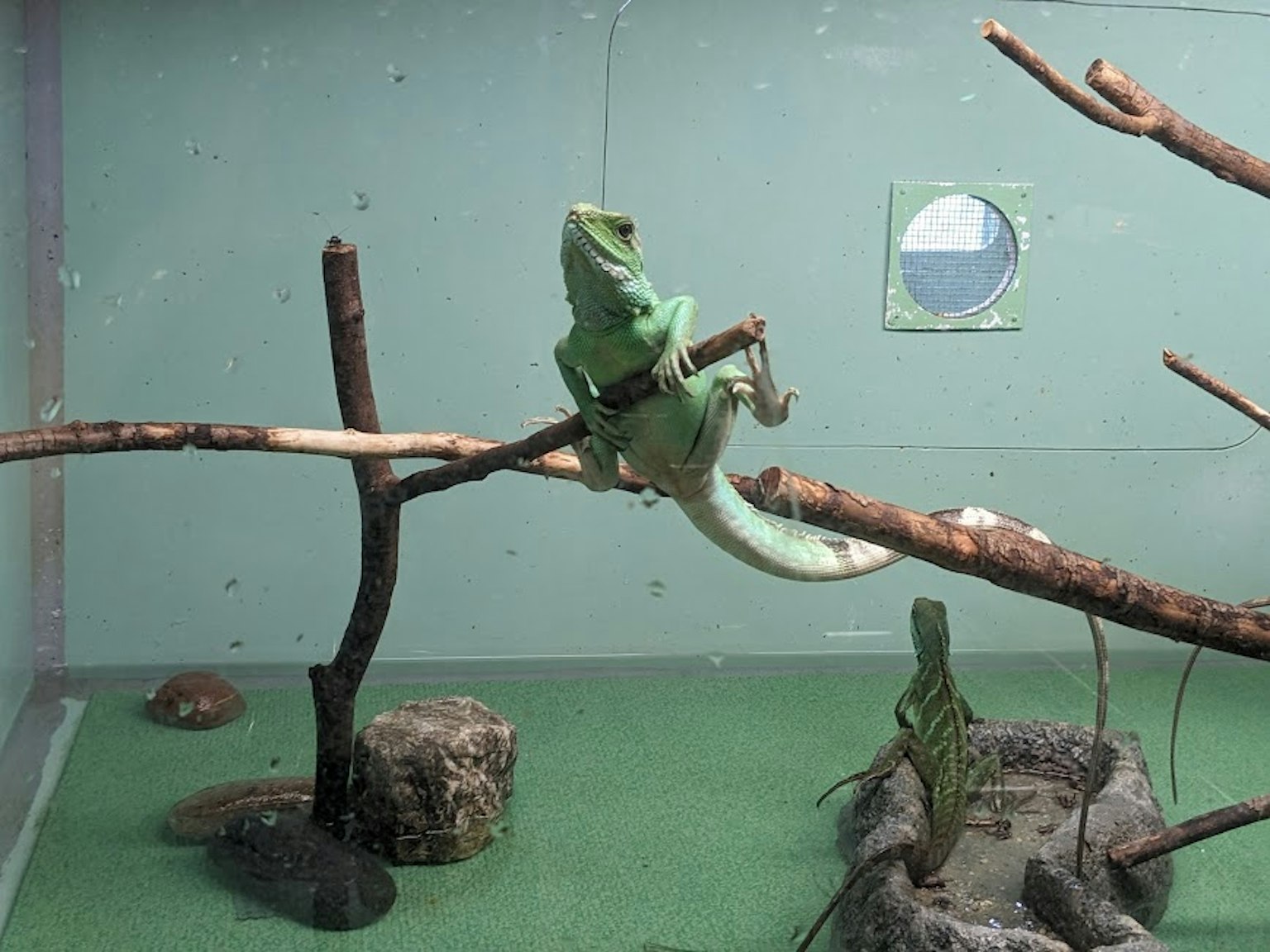 Un lucertola verde che scala un ramo