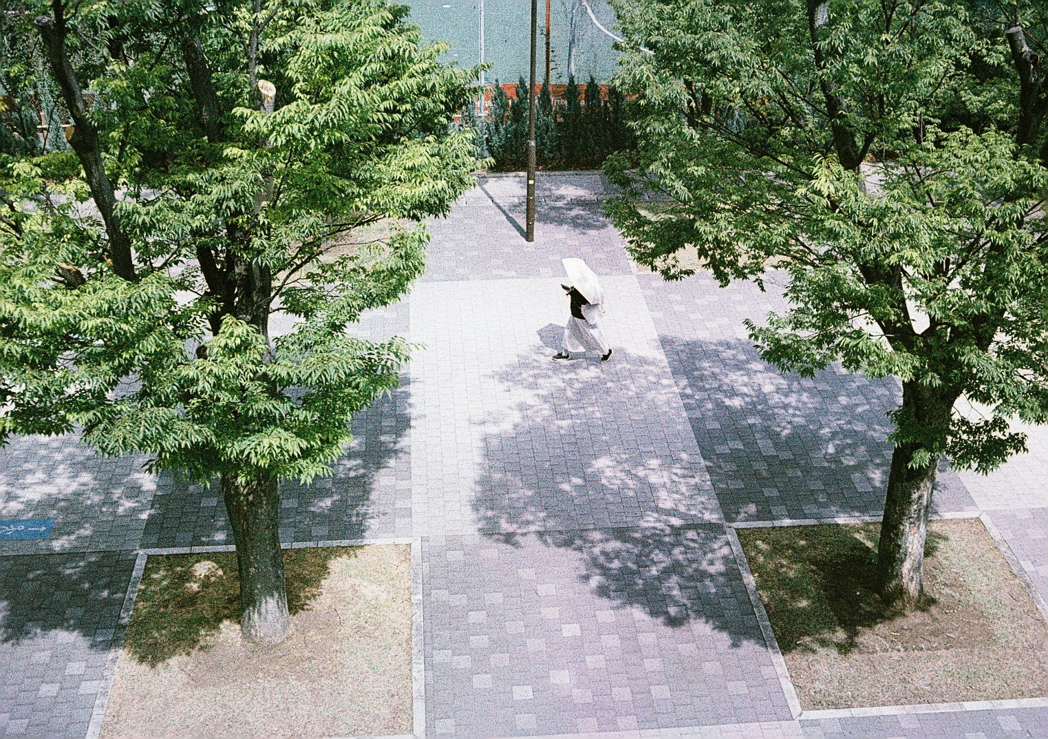 並木の小道を歩く白い鳥のいる庭園