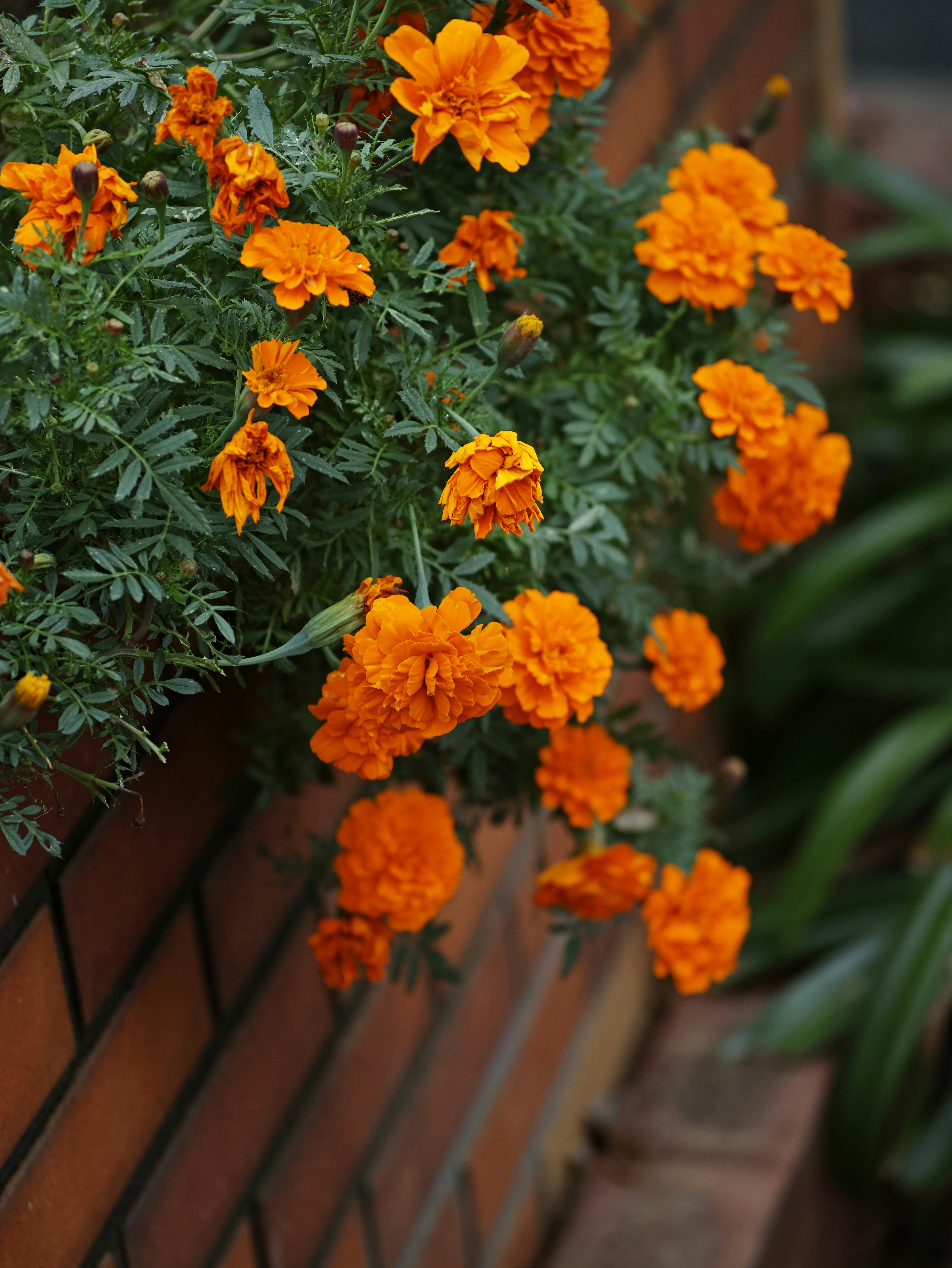 オレンジのマリーゴールドが咲く鉢植えの花