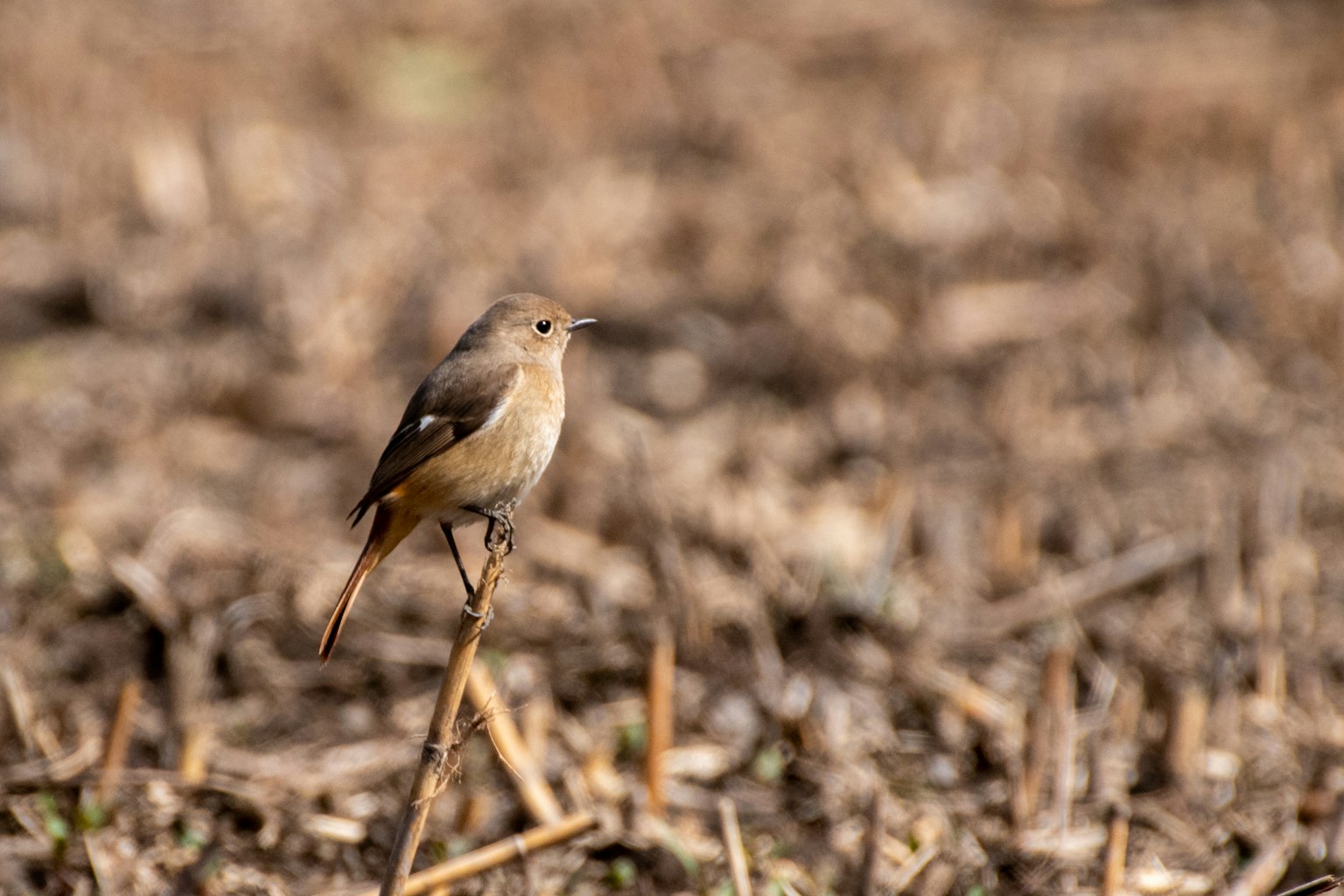 Un piccolo uccello in piedi a terra tra foglie secche