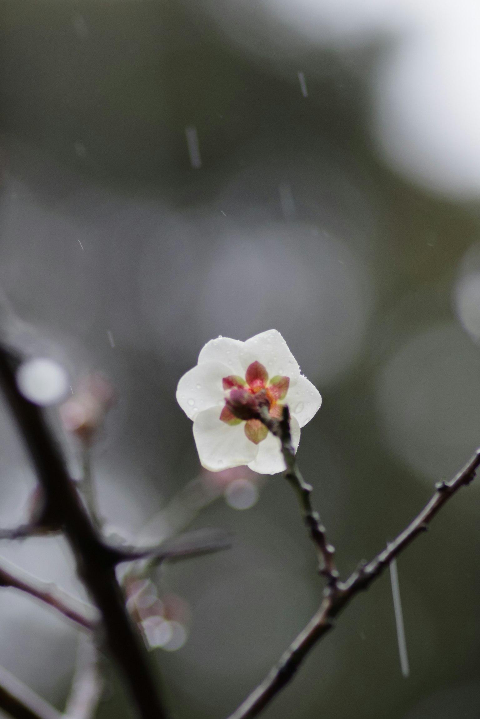 雨中盛开的白色花朵和树枝的特写