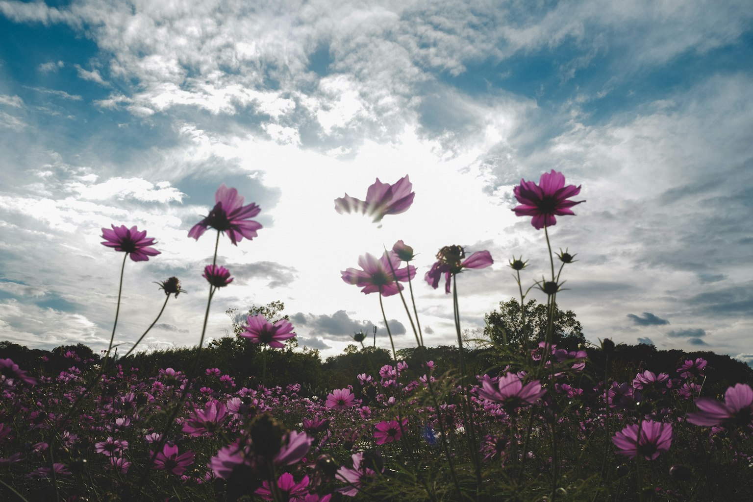 Field of pink flowers against a cloudy sky