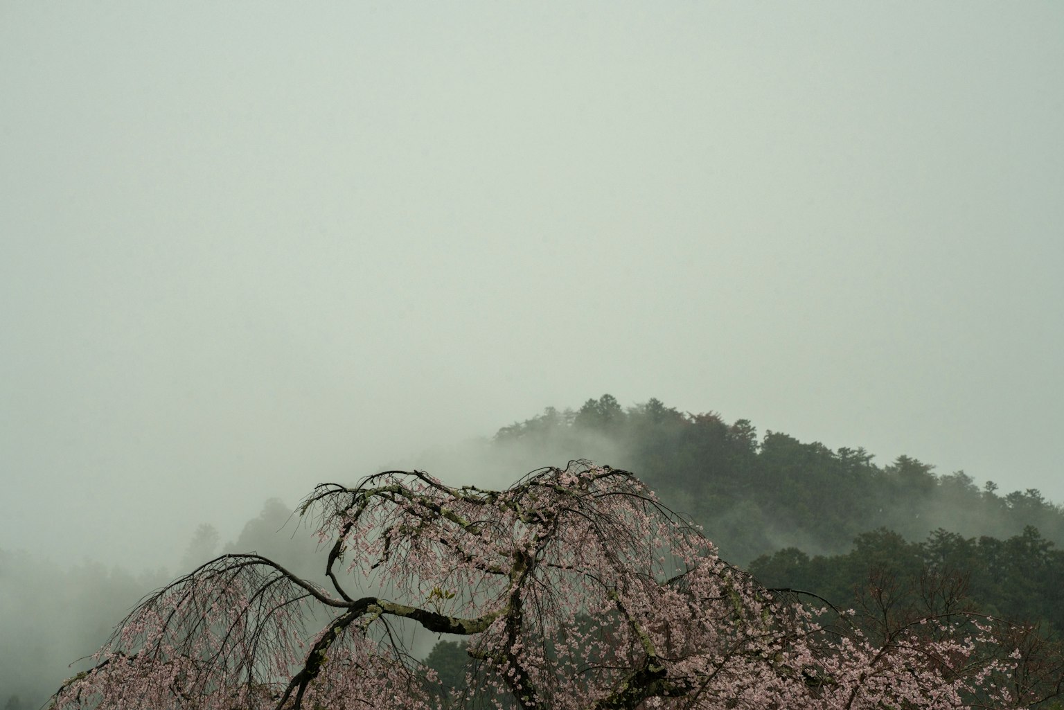 雾中的樱花树和绿色山脉