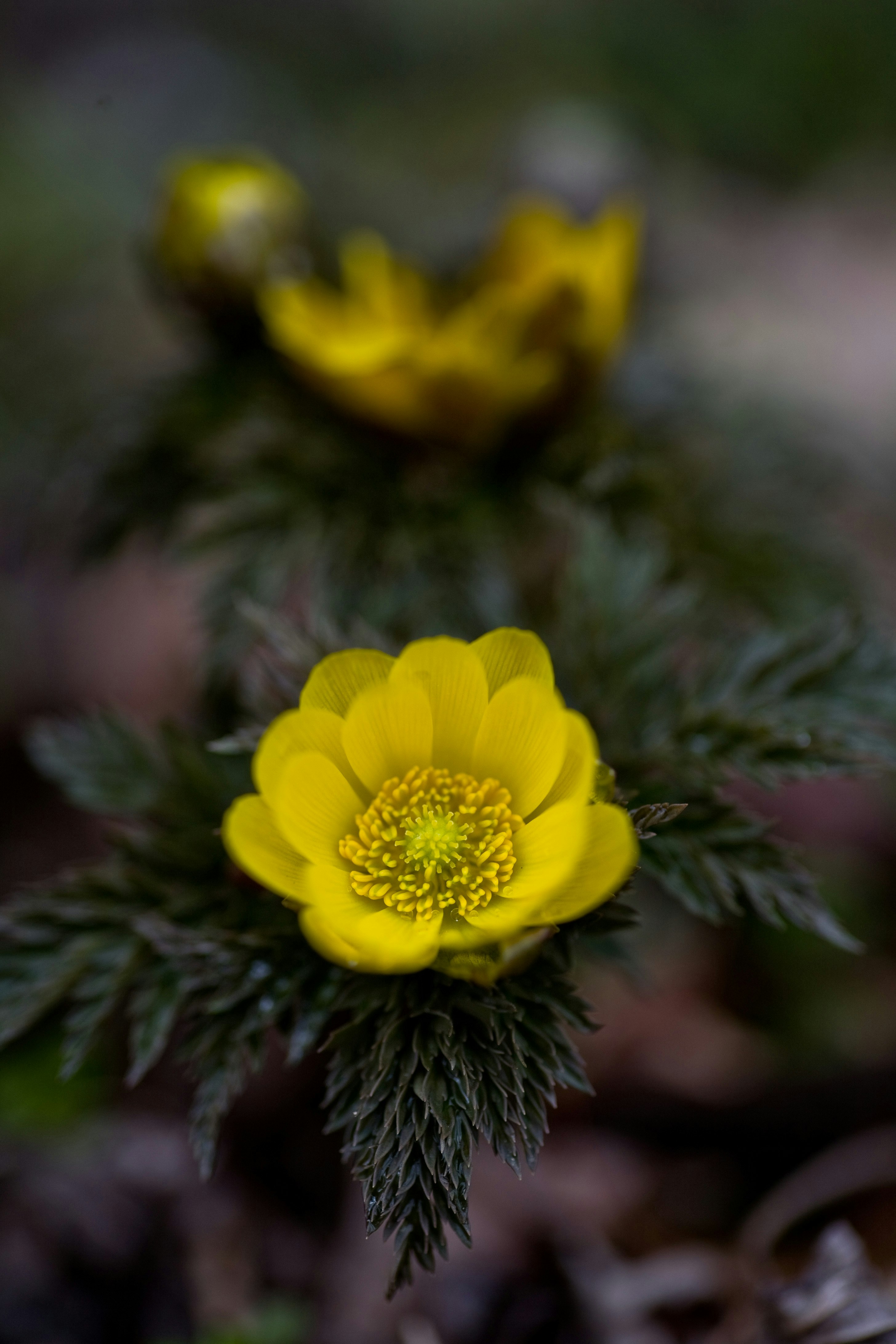 黄色い福寿草の花のクローズアップ
