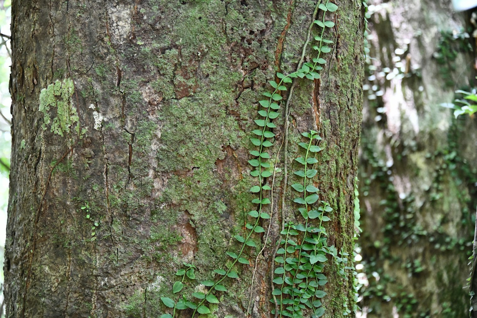 Cây nhỏ có lá xanh mọc trên thân cây
