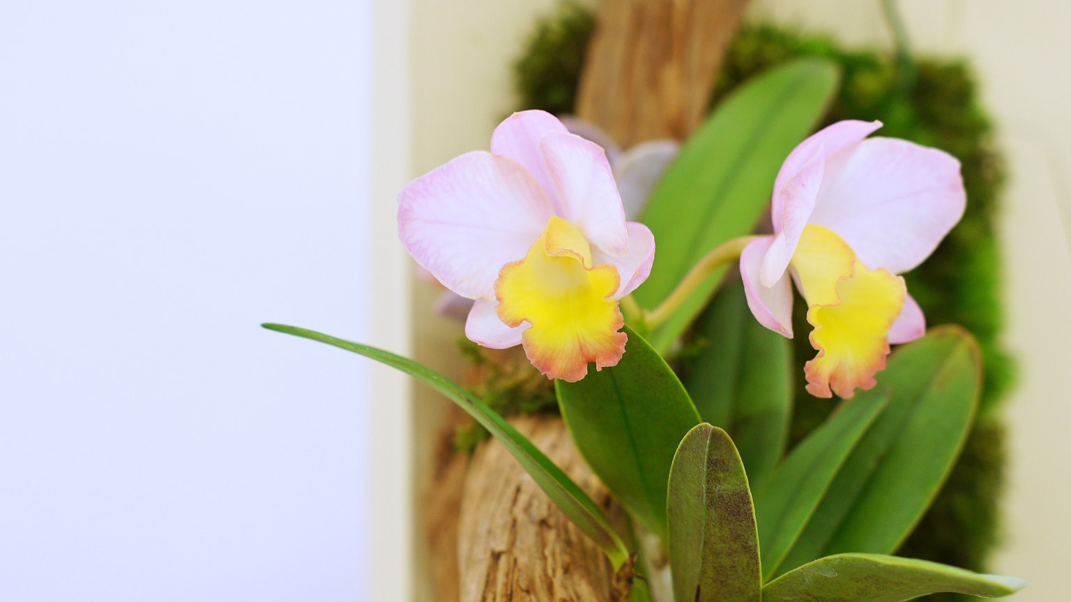 Fiori di orchidea rosa chiaro e giallo circondati da foglie verdi