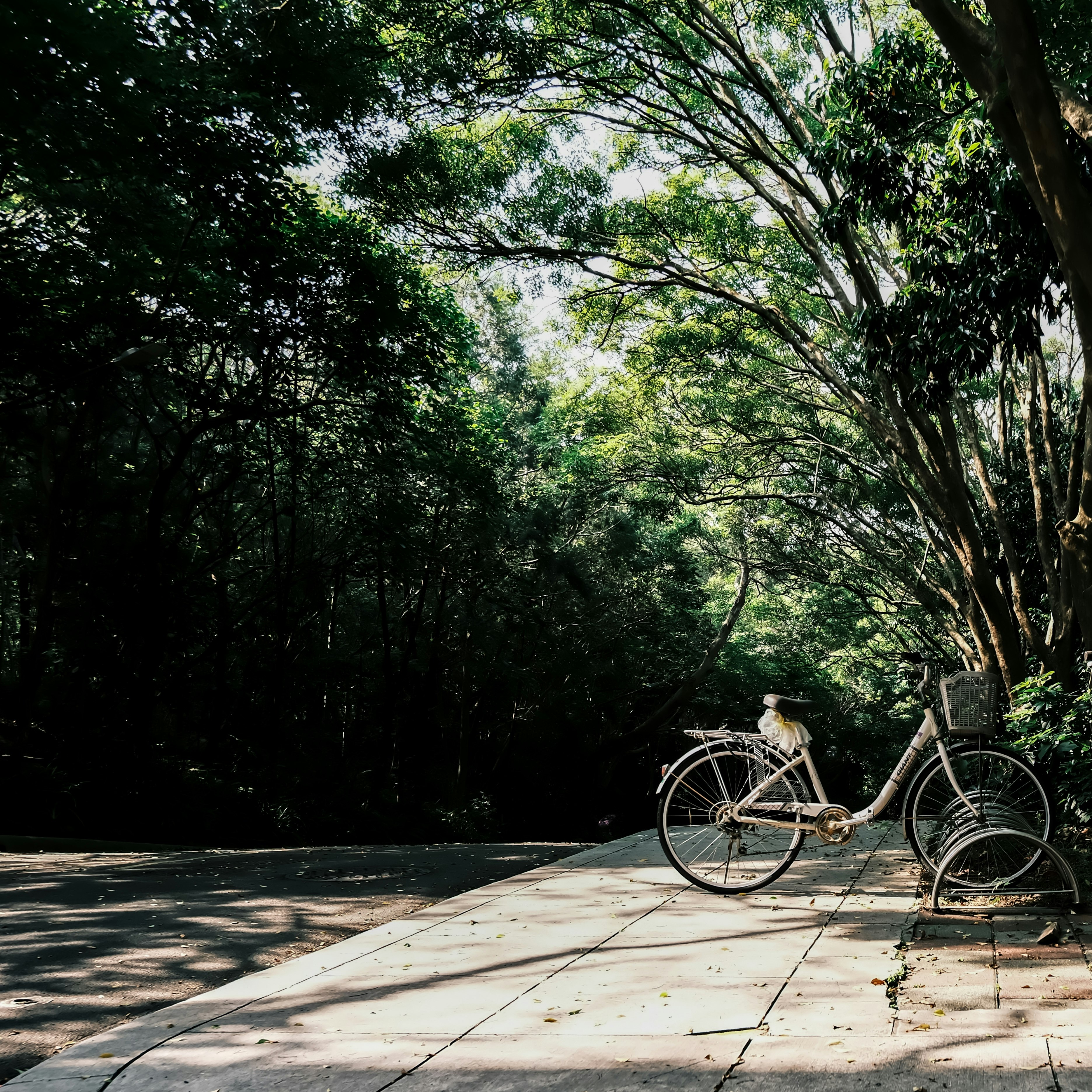 緑の並木の下に停められた自転車