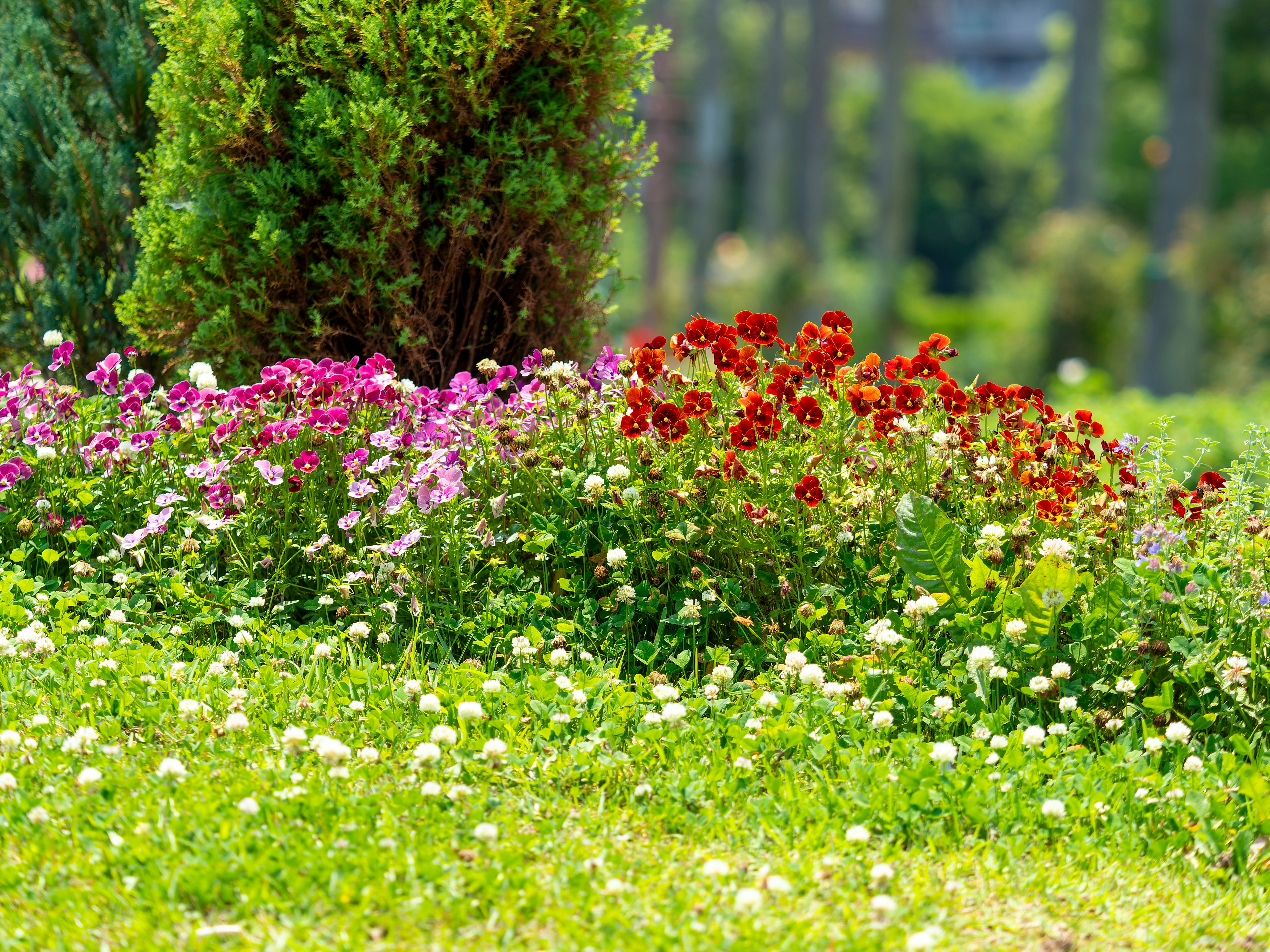 満開のカラフルな花壇と芝生の庭